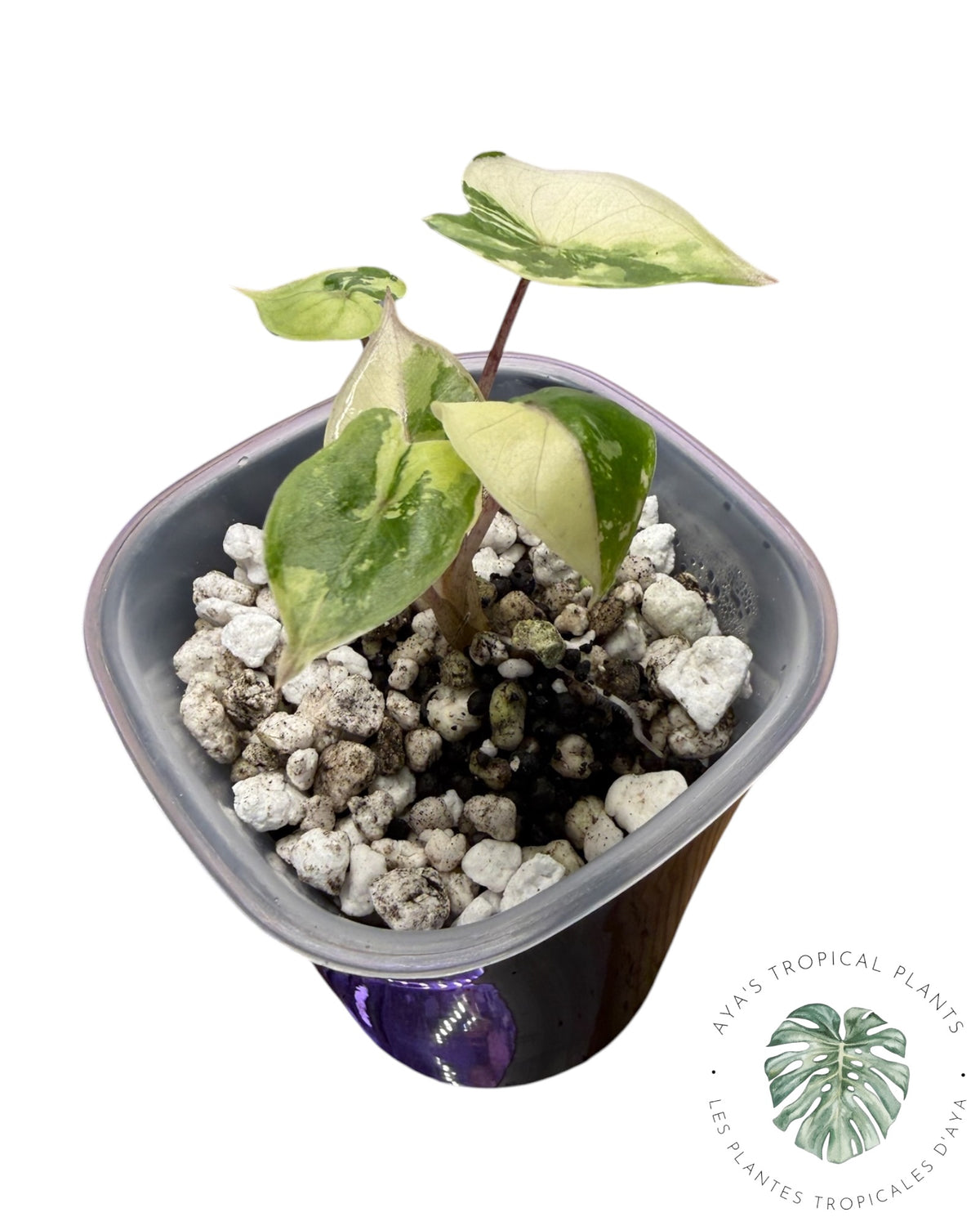 Alocasia Yucatan Princess Pink Variegated