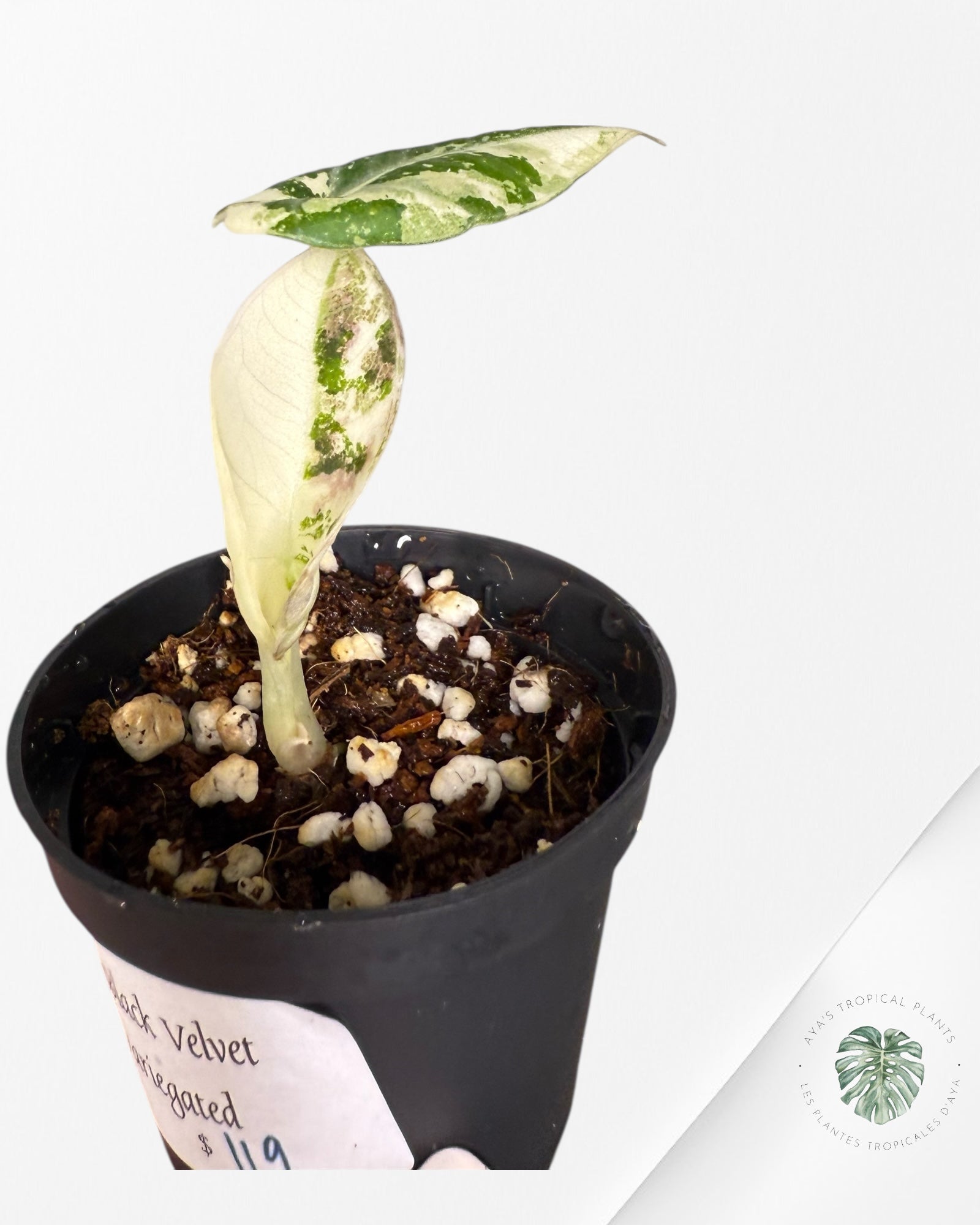 Alocasia Black Velvet Rose Panaché - 6