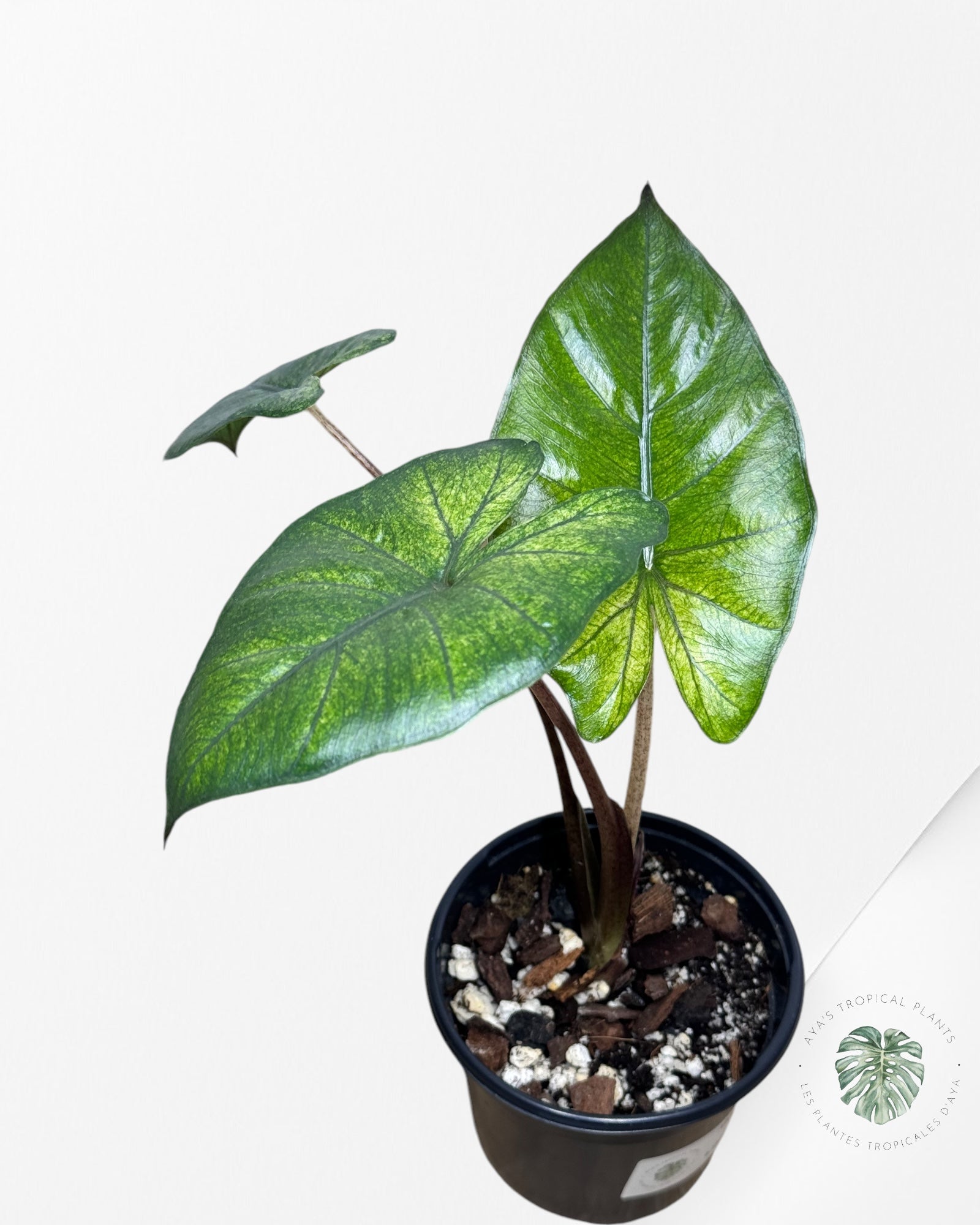 Alocasia Yukatan Mint -2