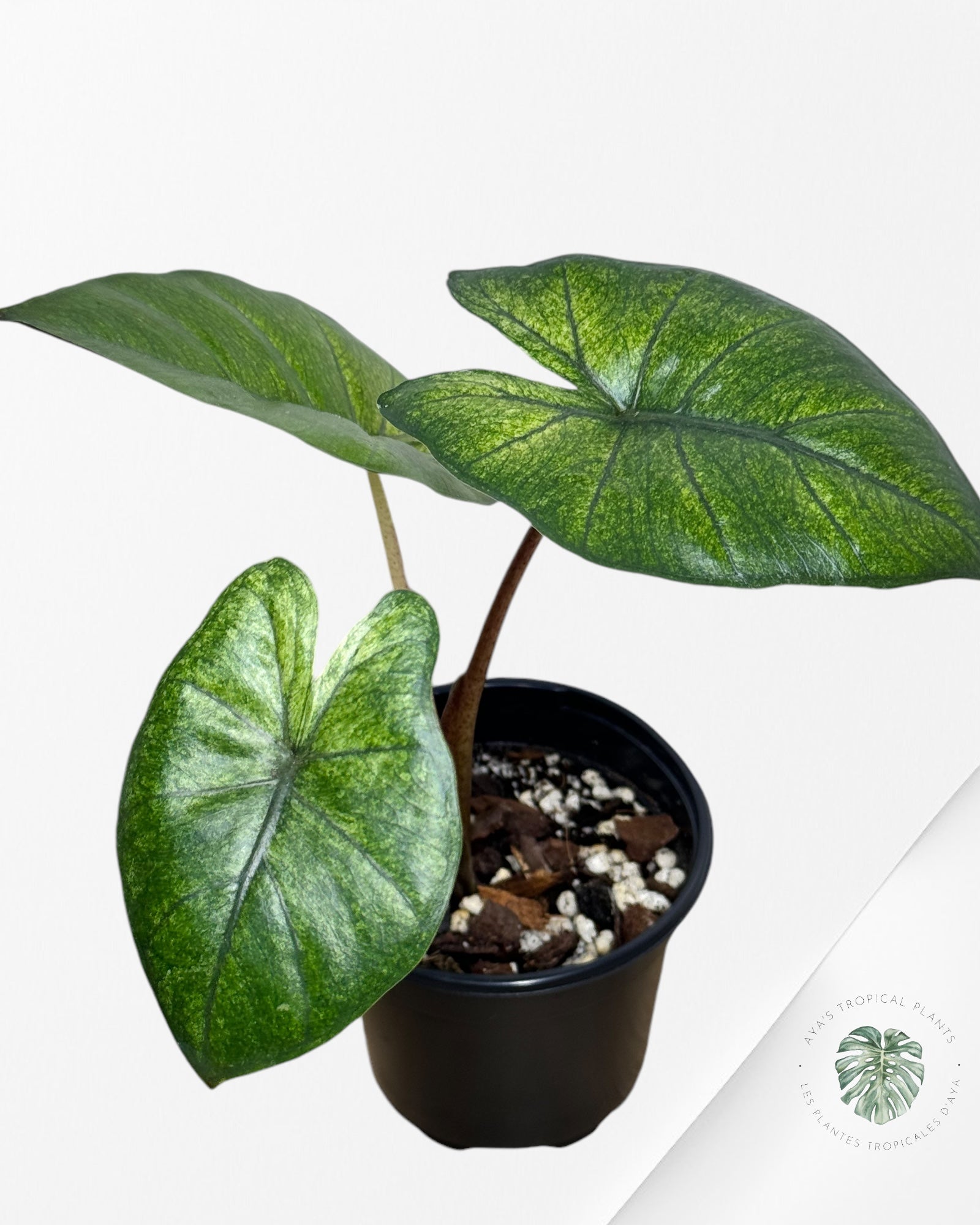 Alocasia Yukatan Mint -2