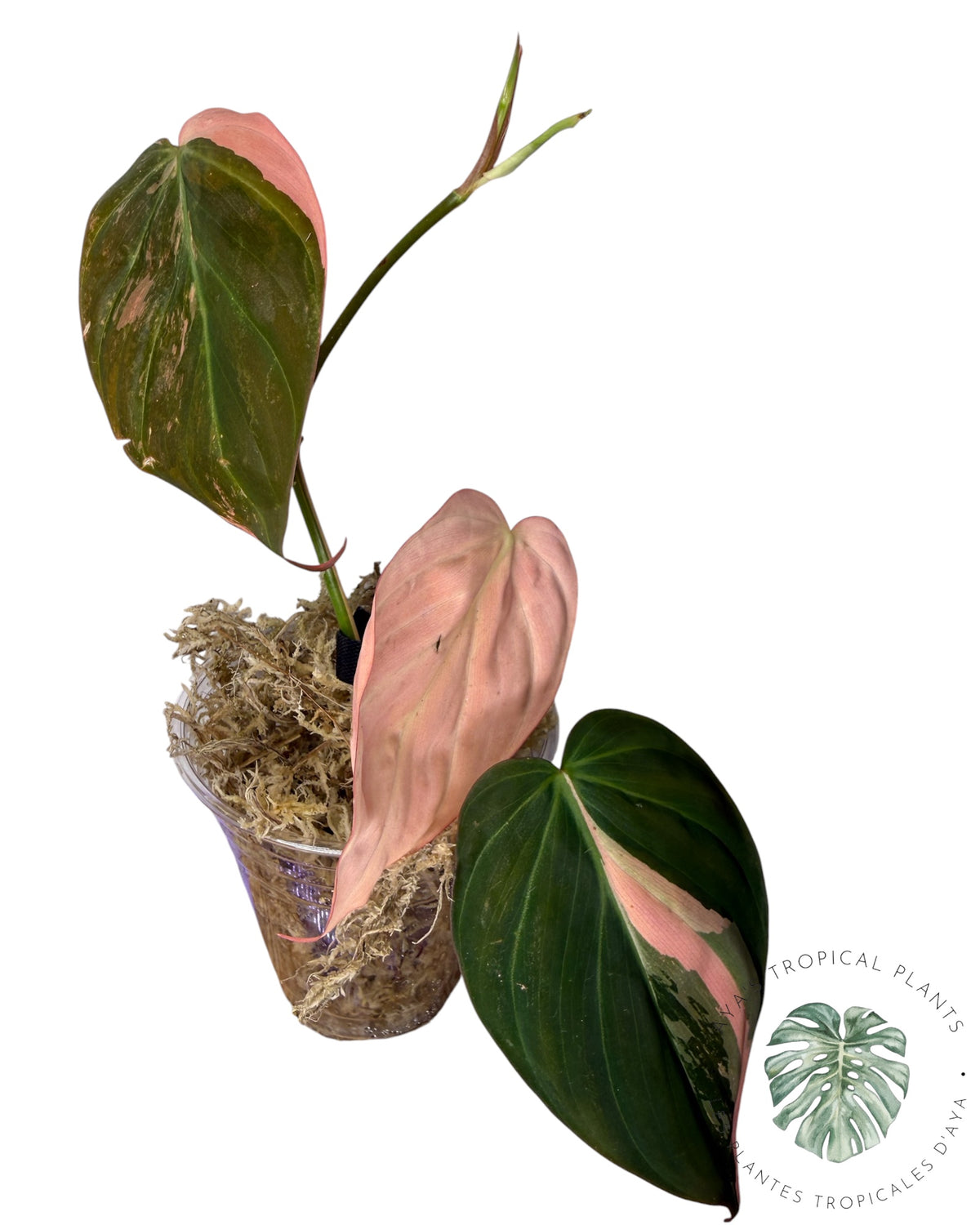 Philodendron Micans Pink panaché VRAI