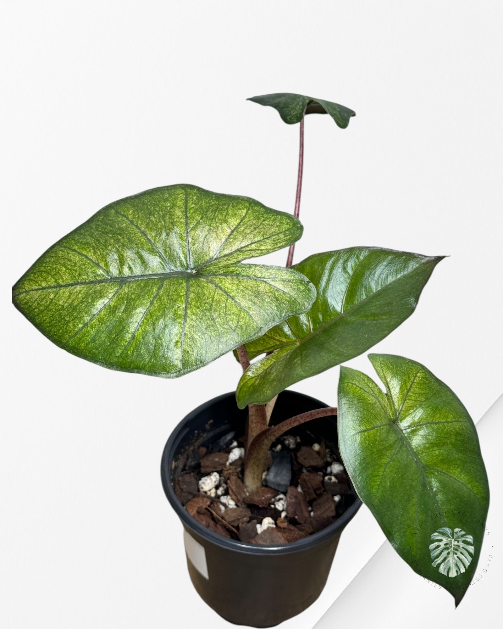 Alocasia Yukatan Mint -B