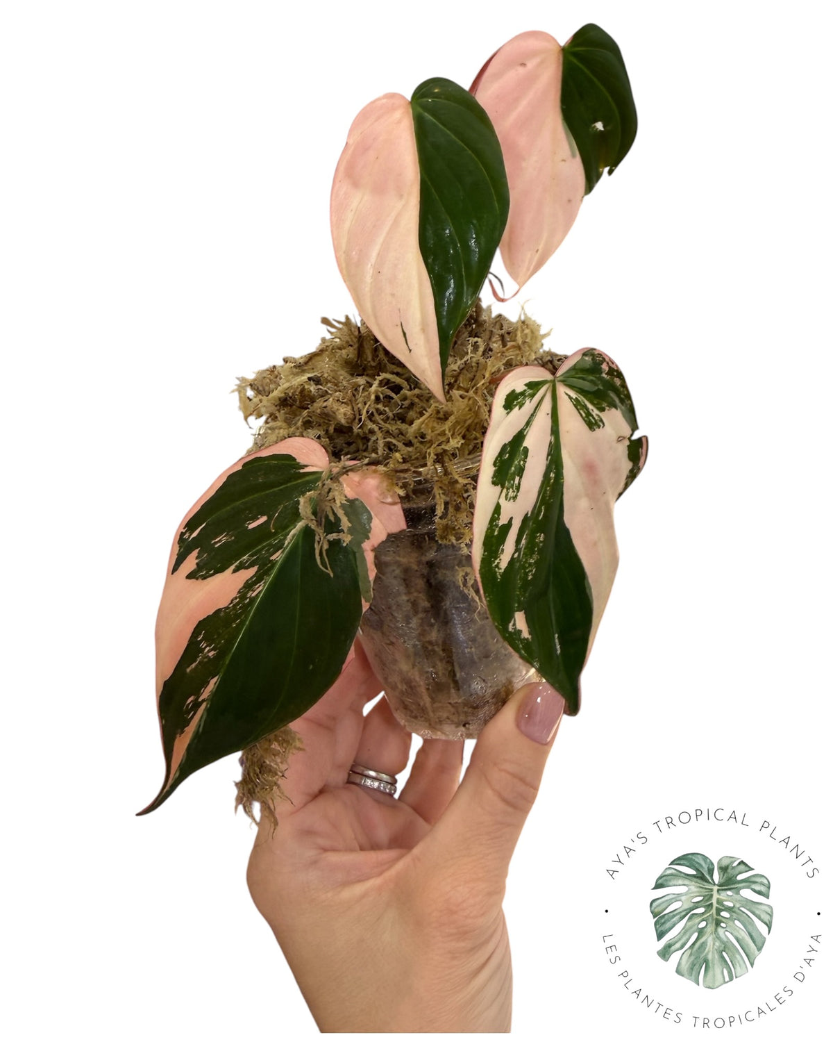 Philodendron REAL Pink Micans Variegated