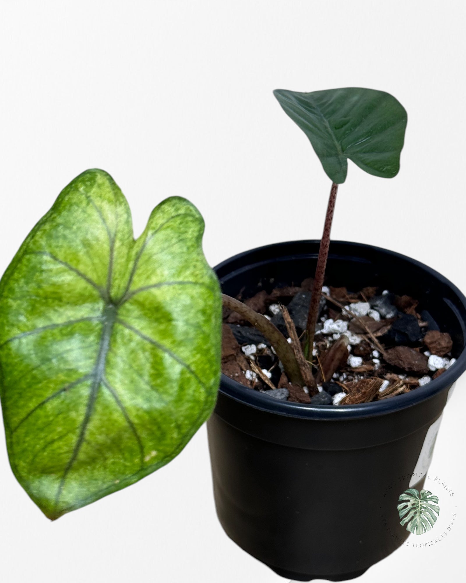 Alocasia Yukatan Mint-C