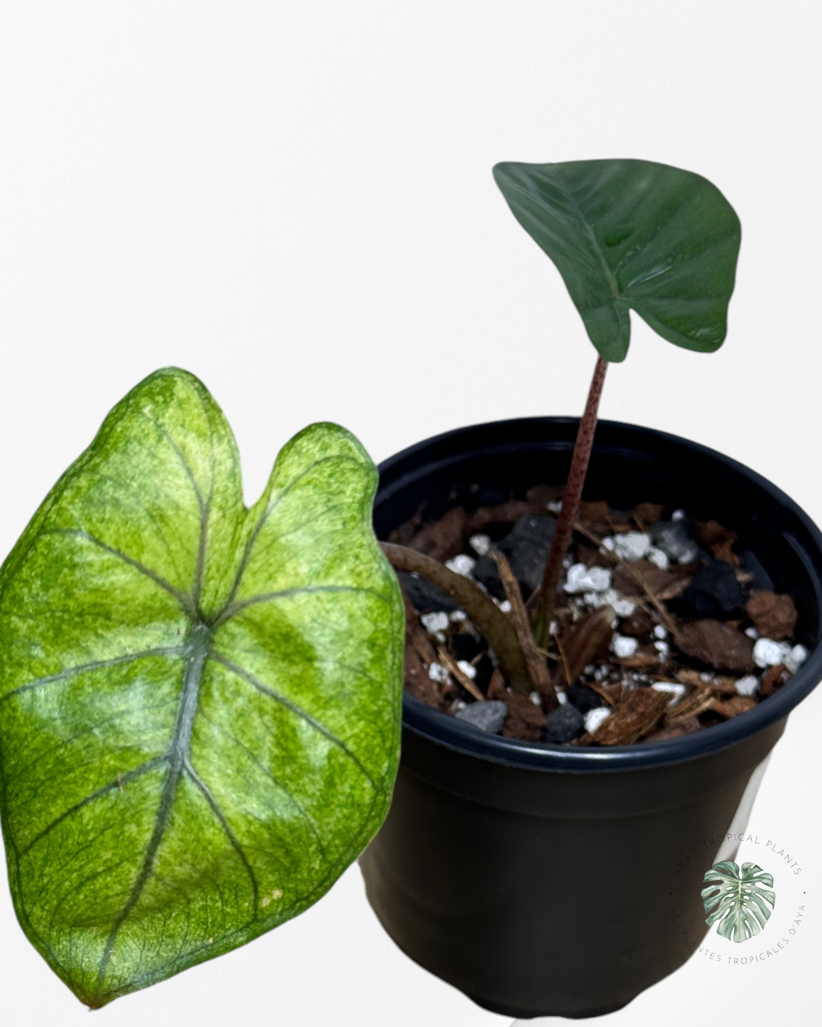 Alocasia Yukatan Mint-C