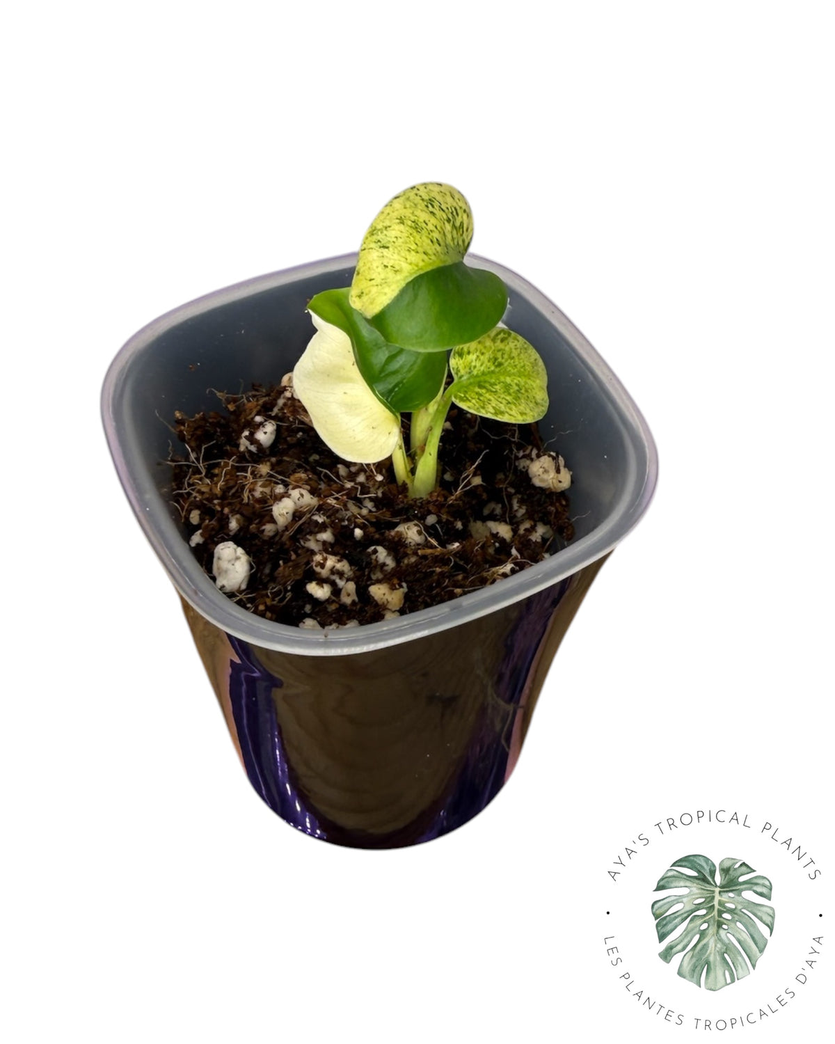 Monstera Siam Mint