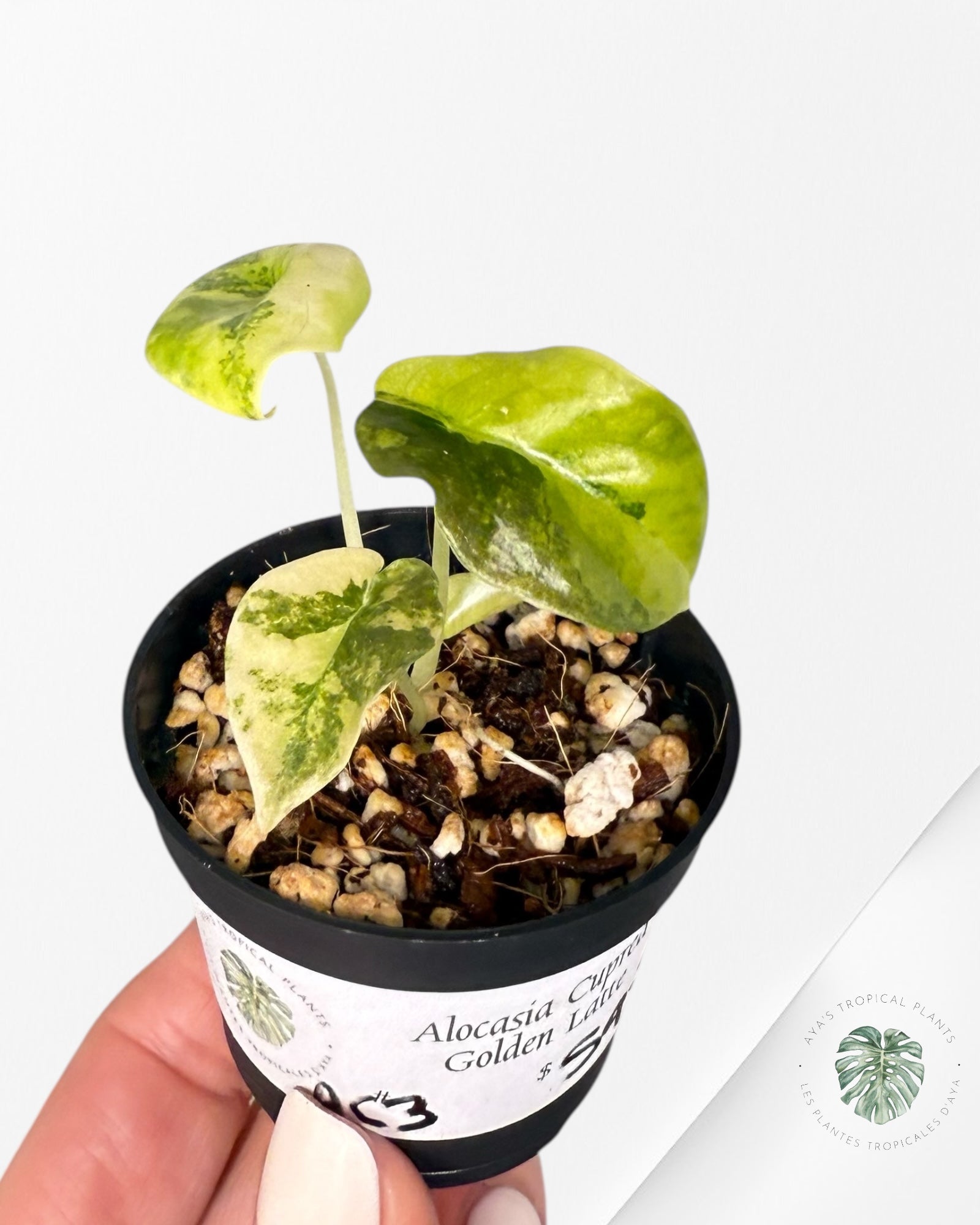 Alocasia Cuprea Golden Latte - A23