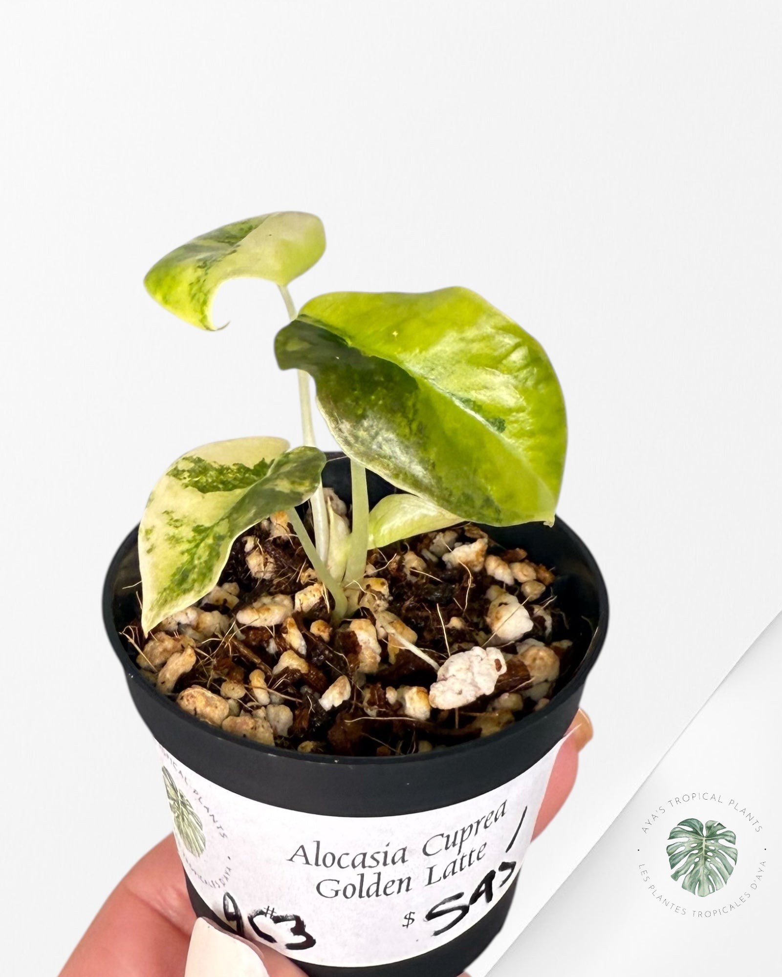 Alocasia Cuprea Golden Latte - A23