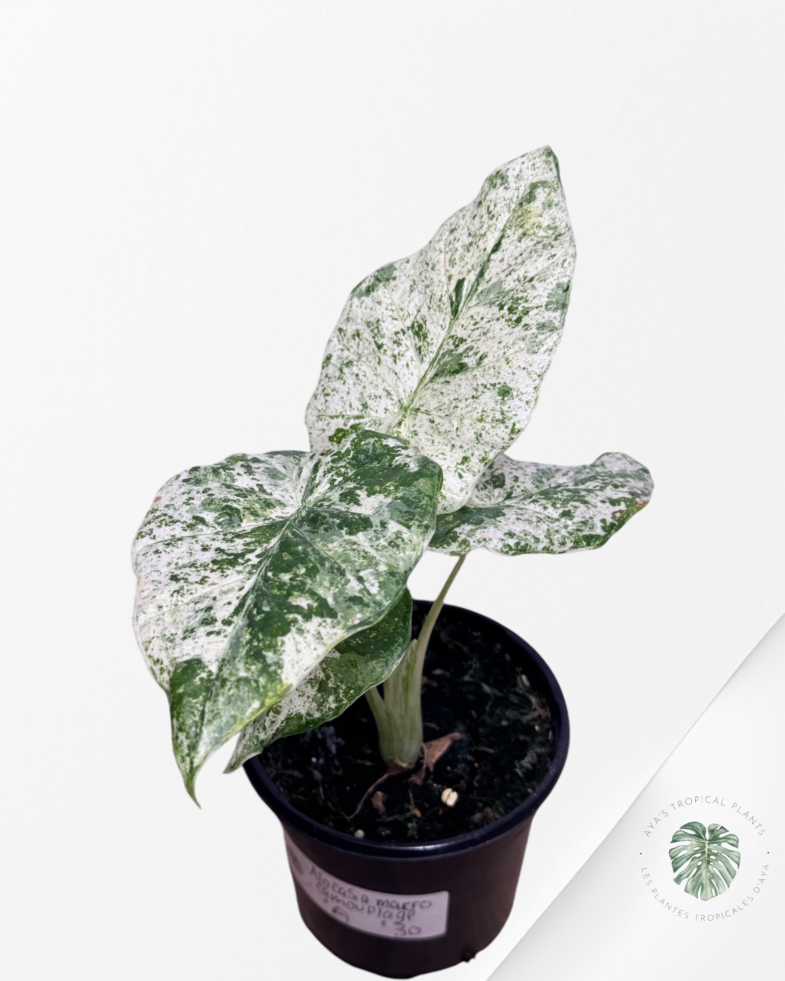 Alocasia macrorrhiza 'Camouflage'-A