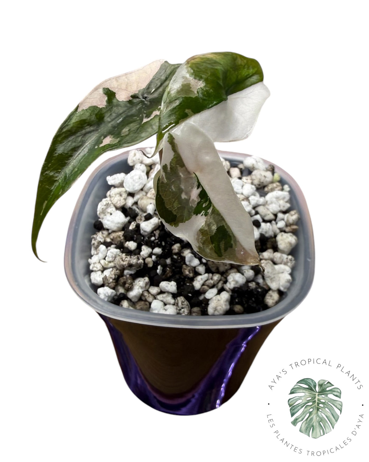 Alocasia Chantrieri Pink Variegated