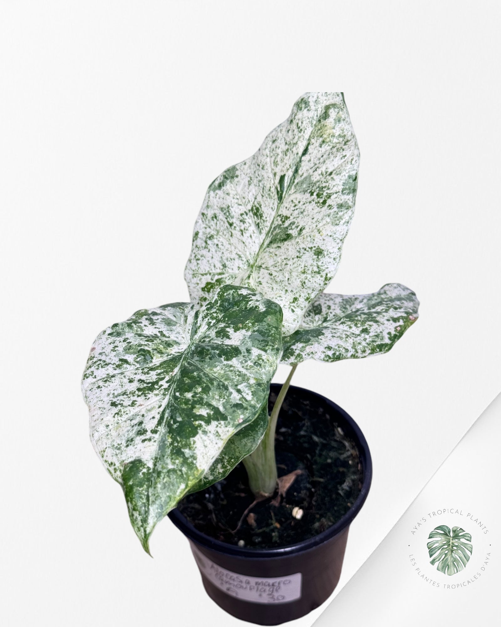 Alocasia macrorrhiza 'Camouflage'-A