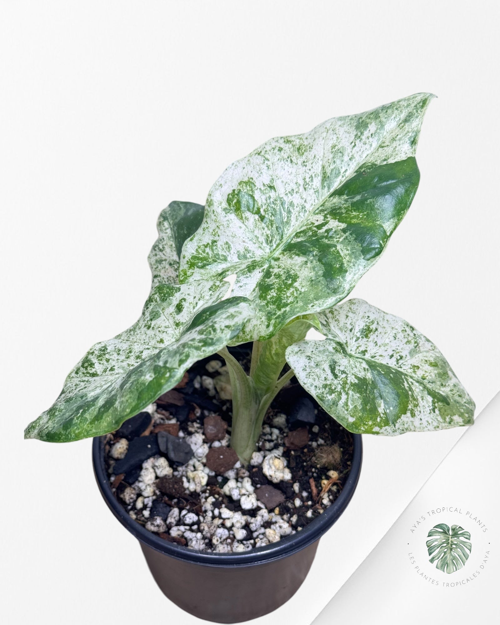 Alocasia macrorrhiza 'Camouflage'-B