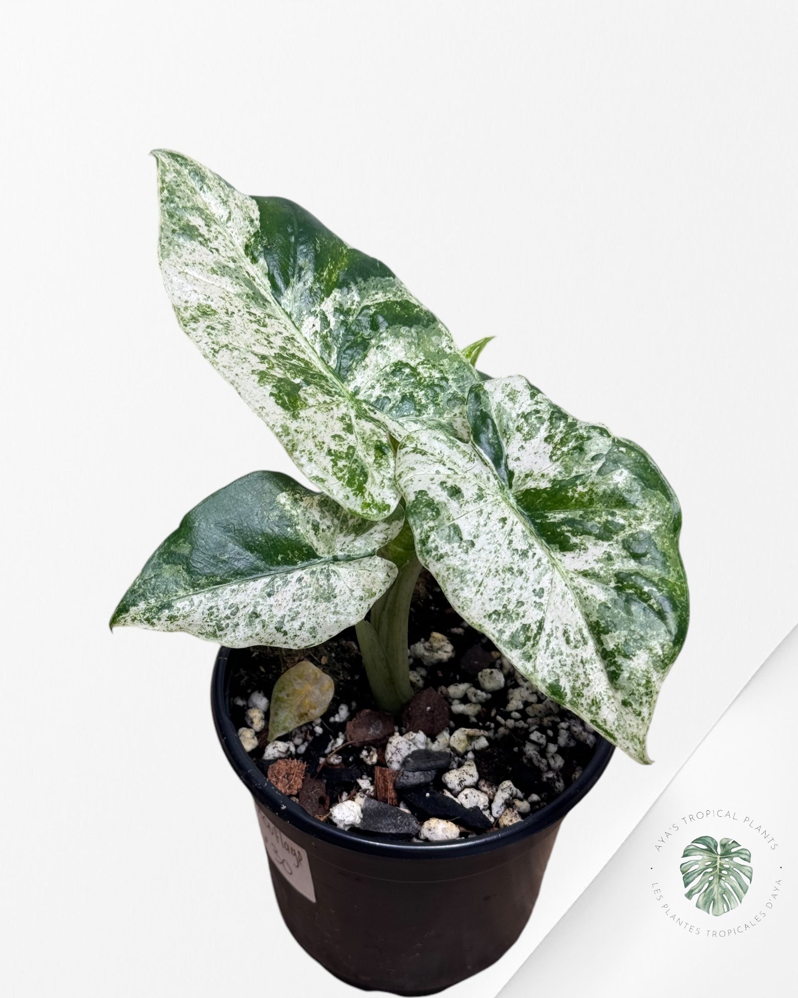 Alocasia macrorrhiza 'Camouflage'-B