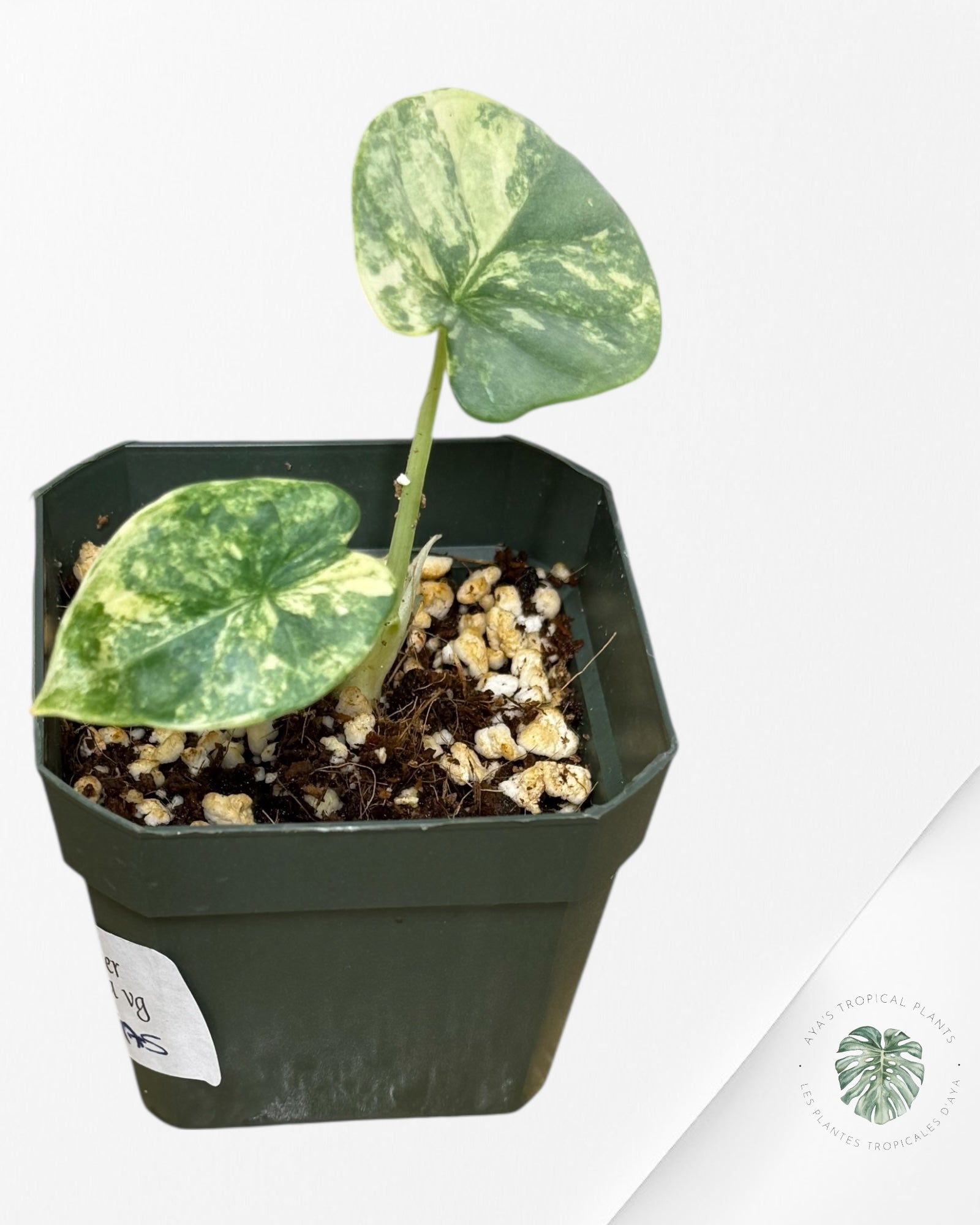 Alocasia Silver Dragon Aurea panaché -AA20