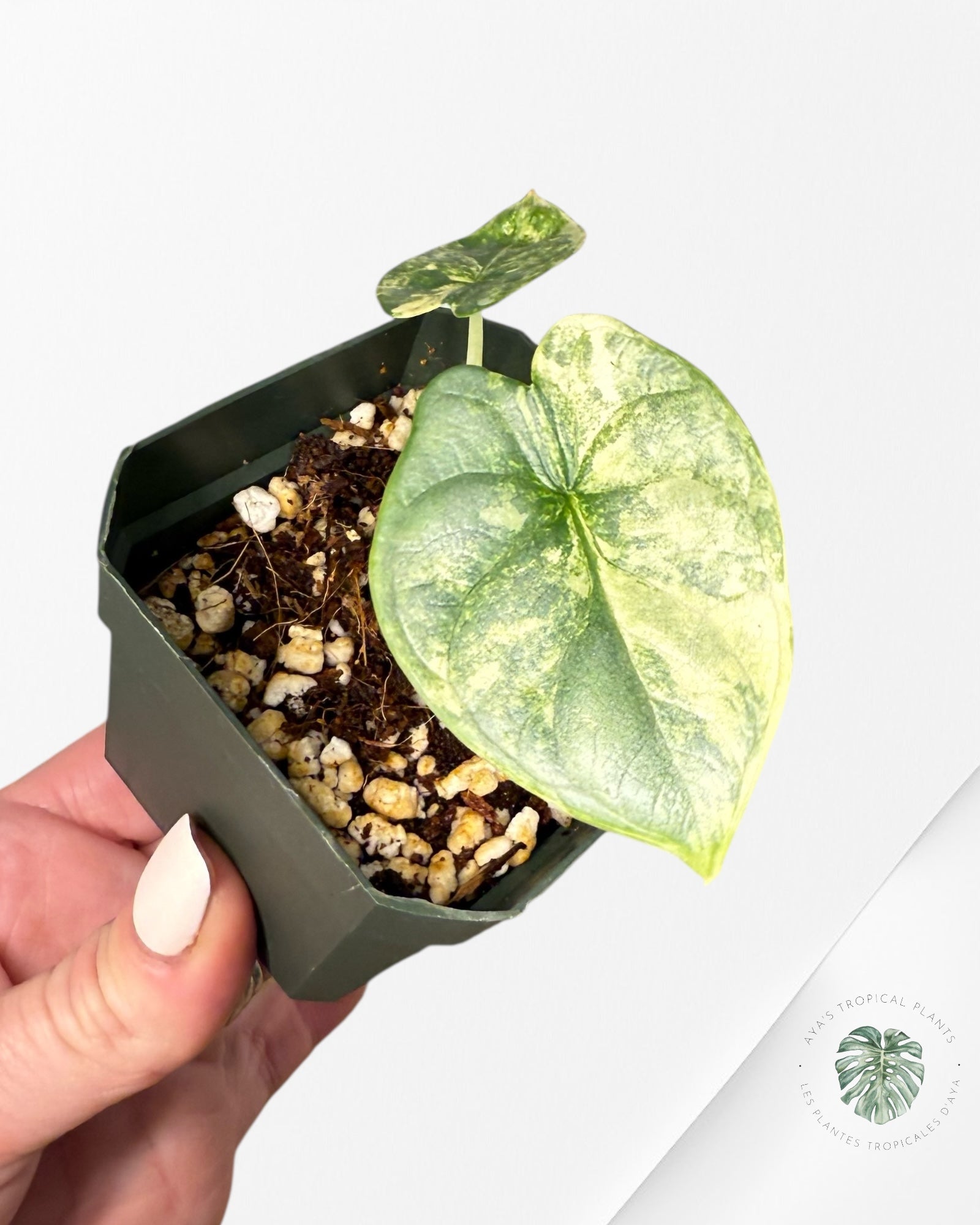 Alocasia Silver Dragon Aurea panaché -AA20