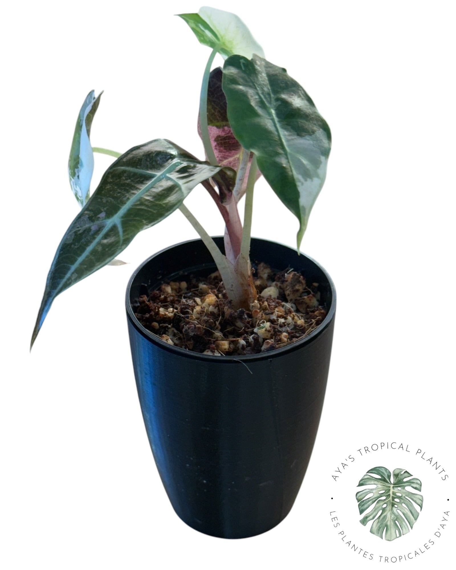 Alocasia Polly Pink Snowflake