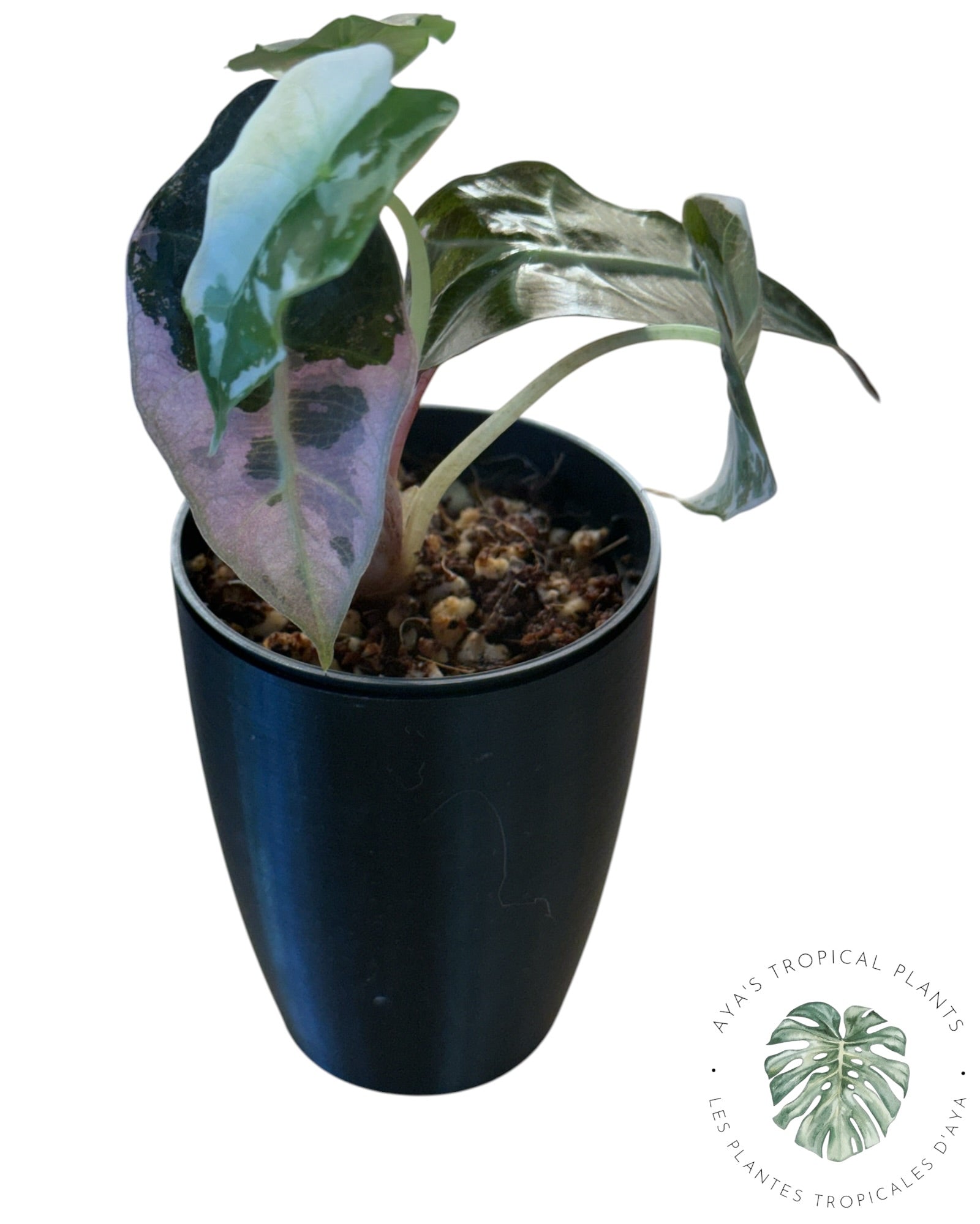 Alocasia Polly Pink Snowflake