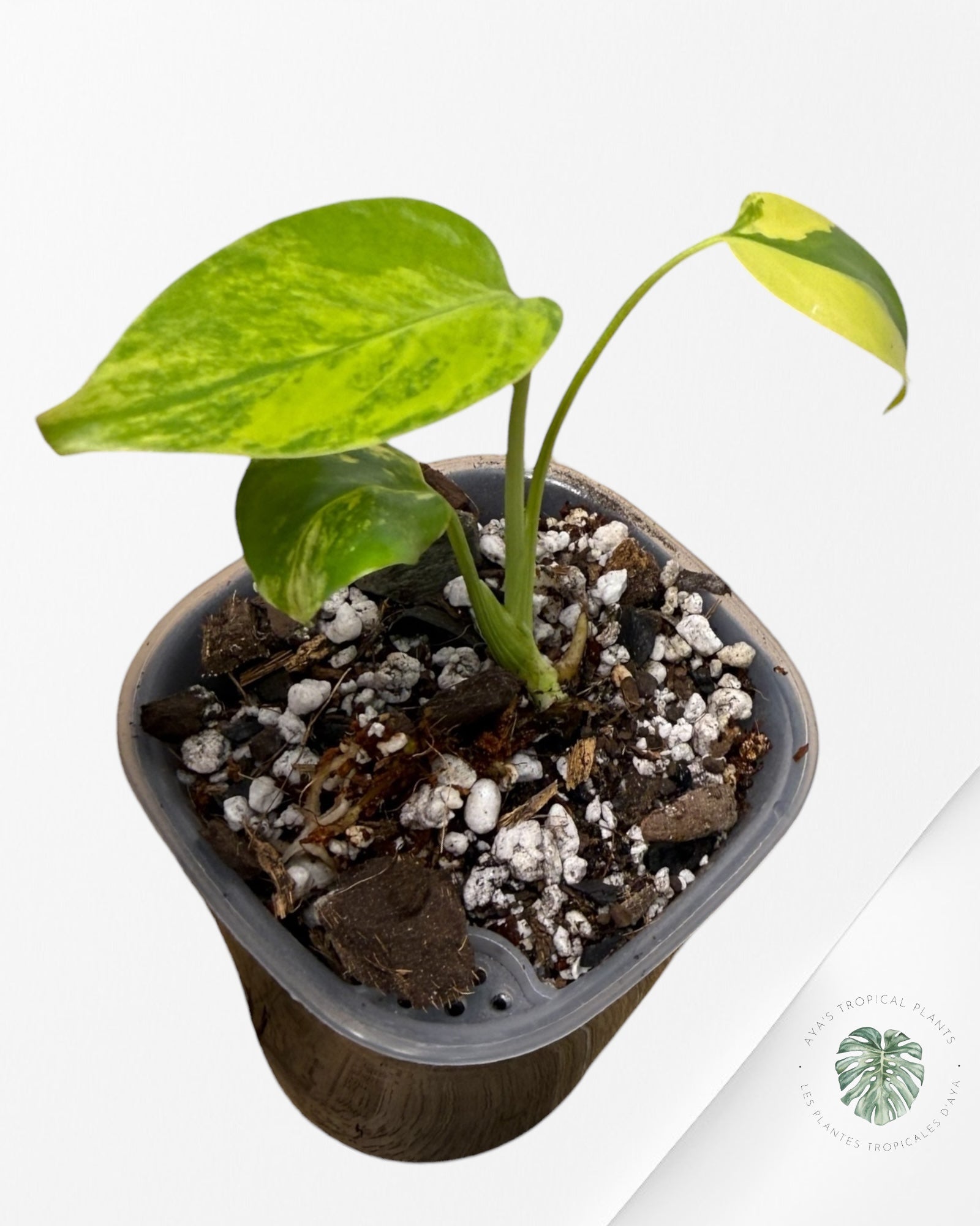 Monstera Deliciosa 'Marilyn jaune'