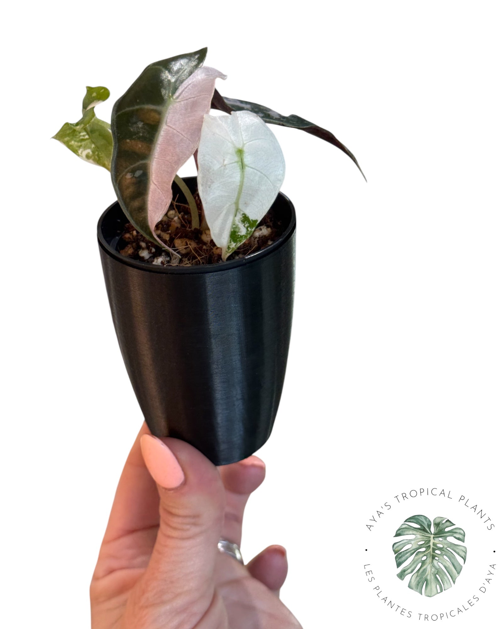 Alocasia - Montreal Plant Store - Aya Tropical Plants