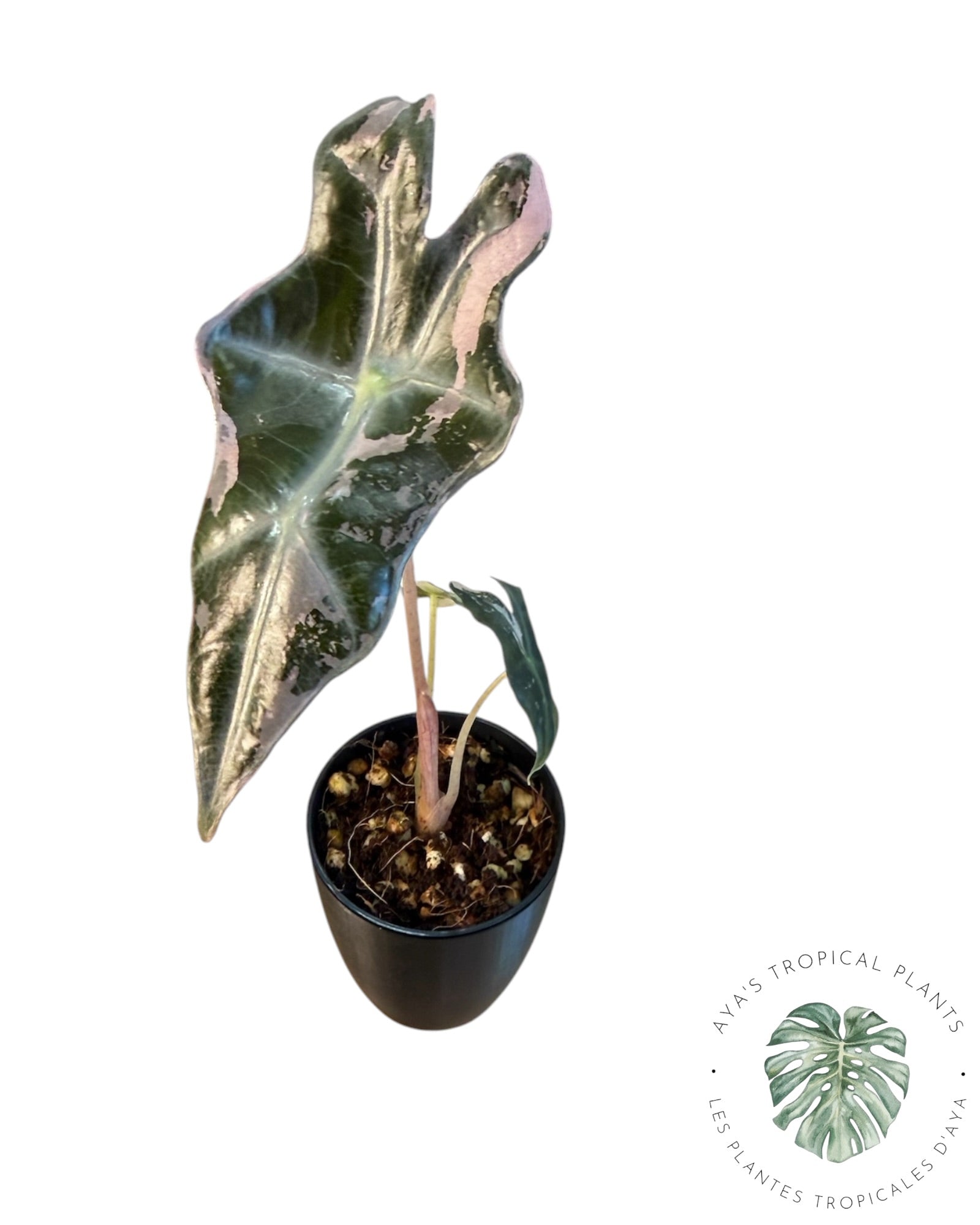Alocasia Nobilis Pink Variegated