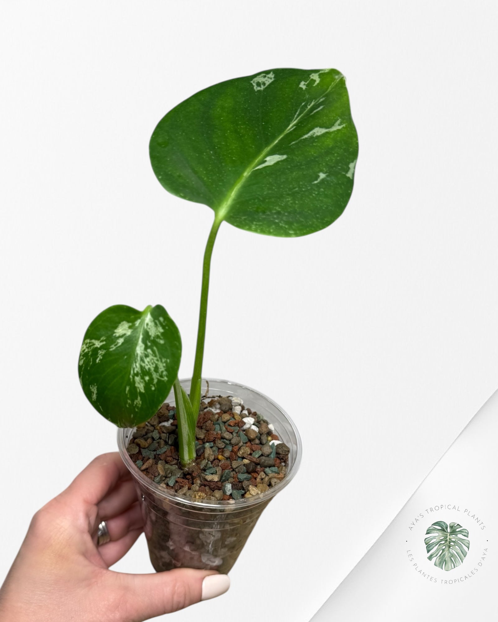 Monstera Deliciosa Bulbasaur