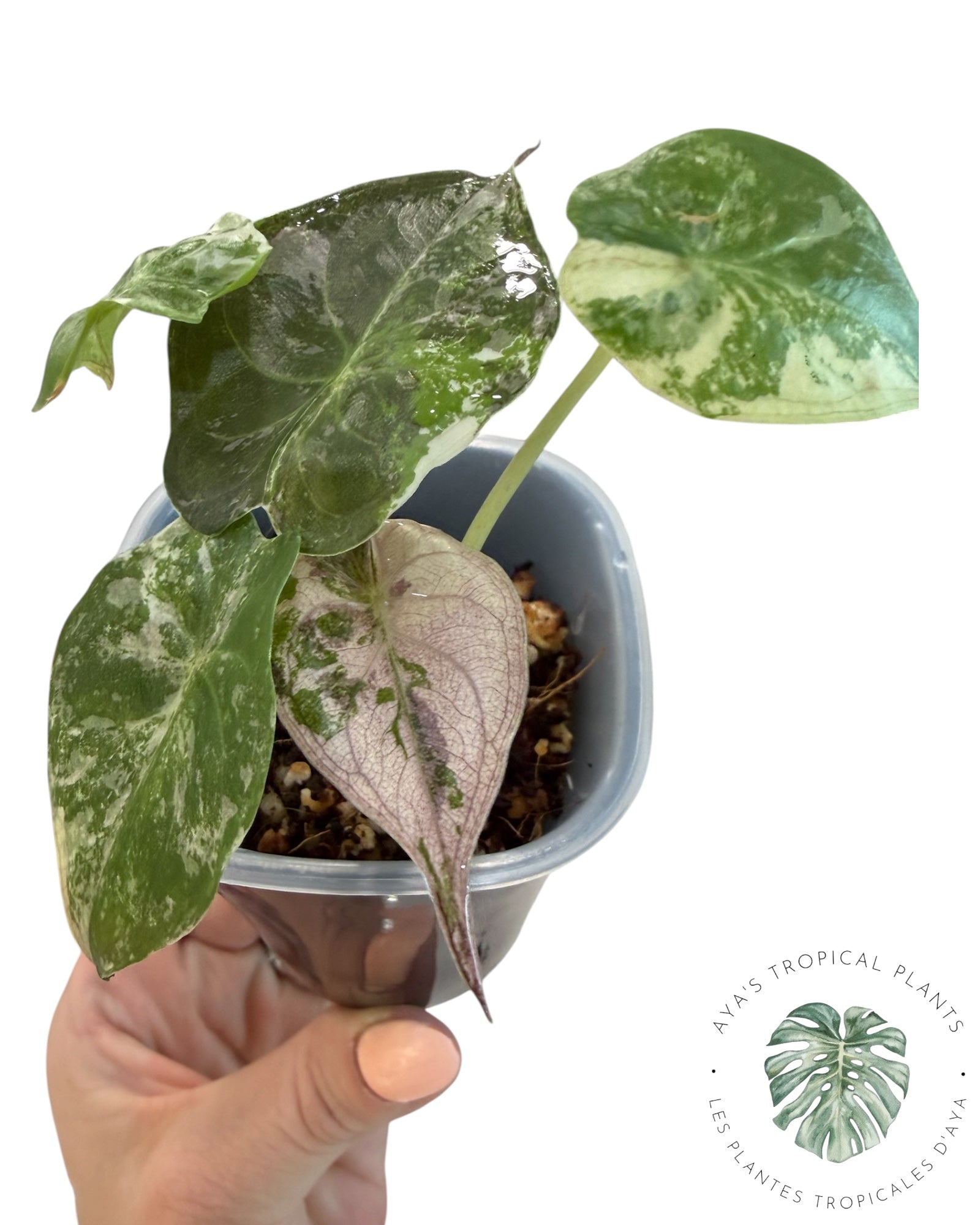 Alocasia Wentii Albo Pink Variegated