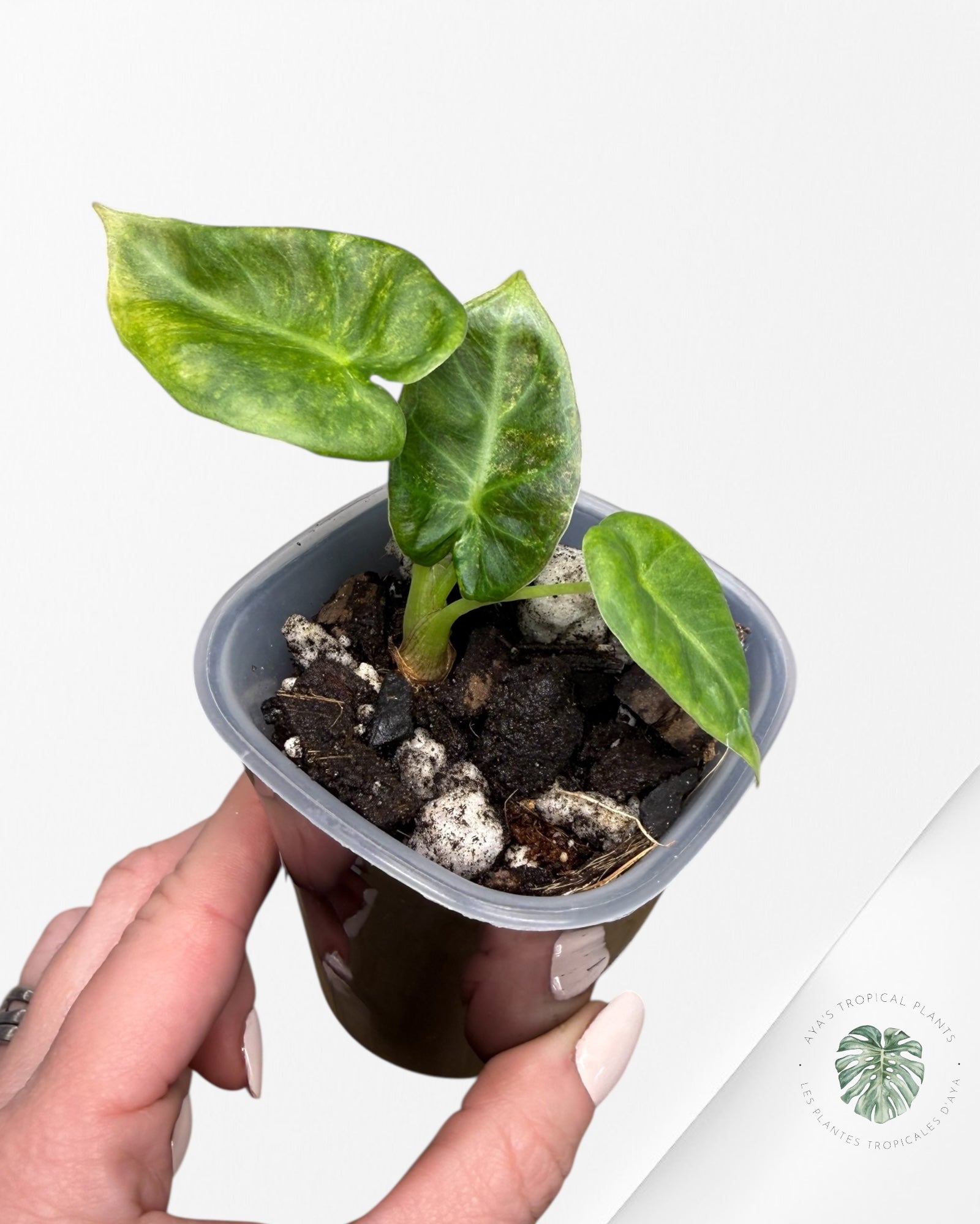 Alocasia Regal Shield Aurea Variegated