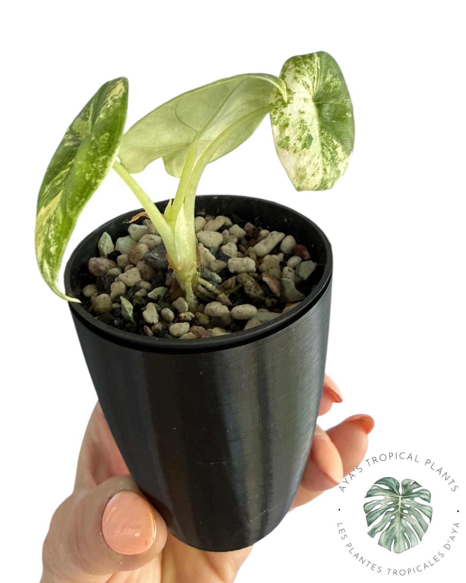 Alocasia Melo Aurea Variegated
