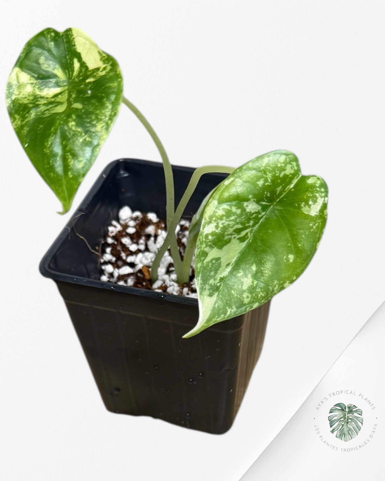 Alocasia Dragon Scale Variegated Aurea -NO