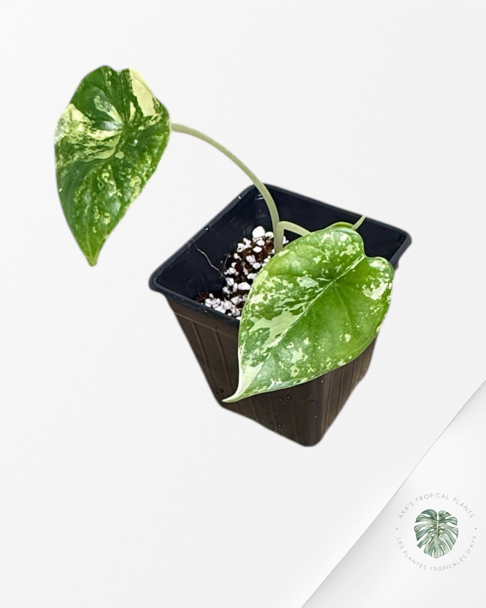 Alocasia Dragon Scale Variegated Aurea -NO