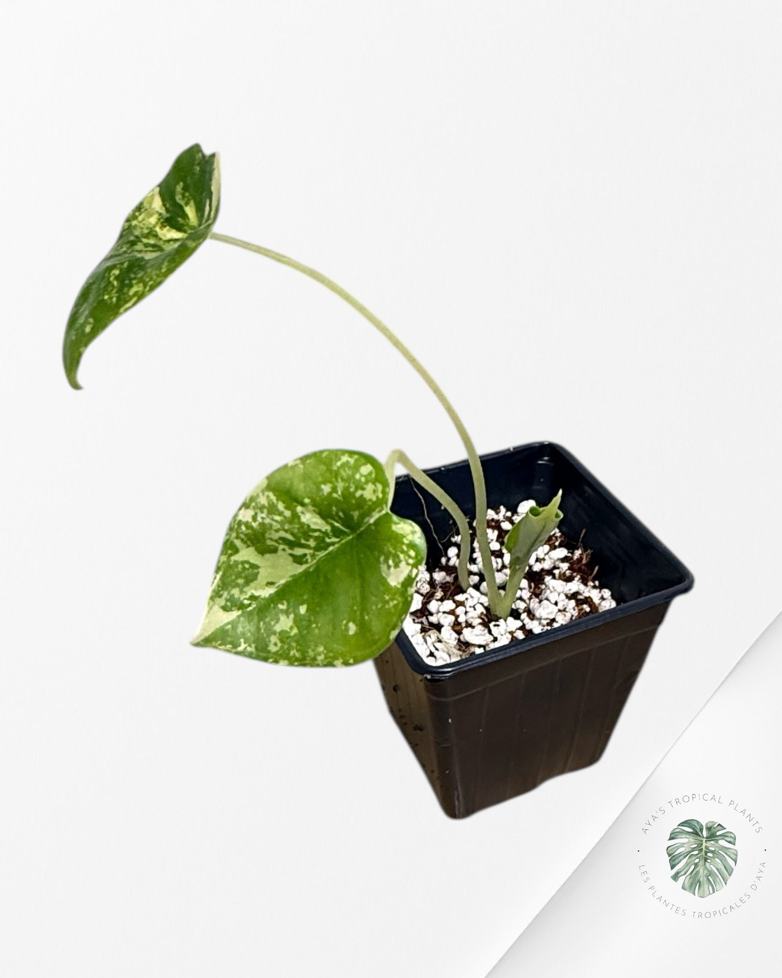 Alocasia Dragon Scale Variegated Aurea -NO