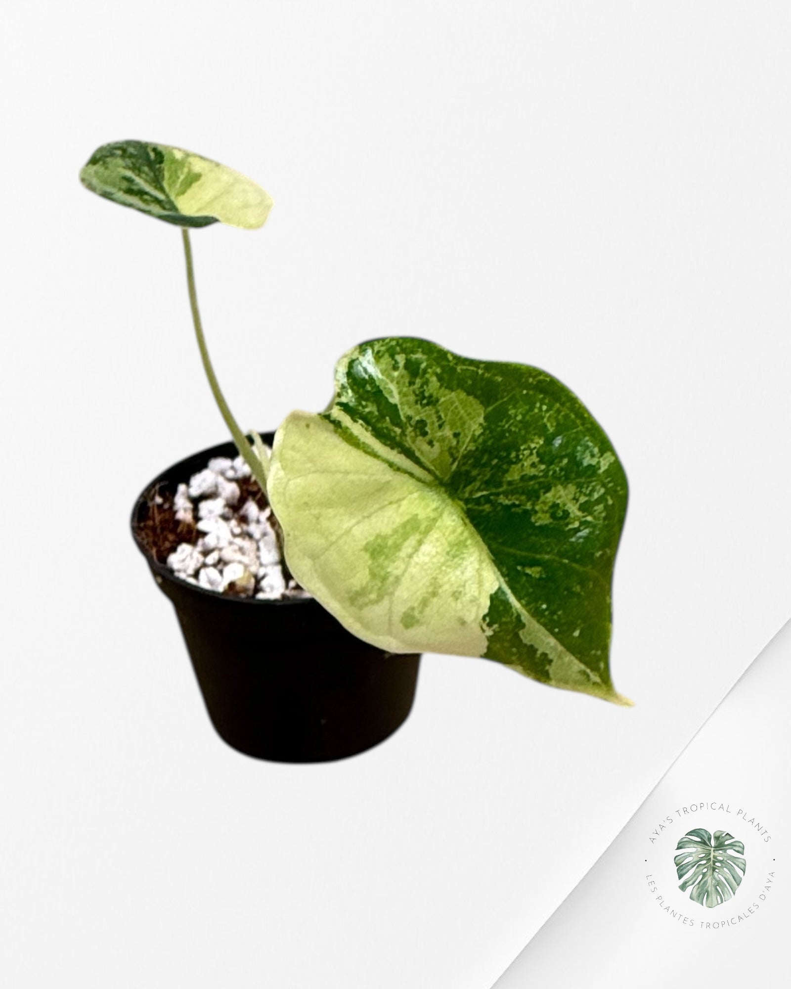 Alocasia Dragon Scale Variegated Aurea-JJ