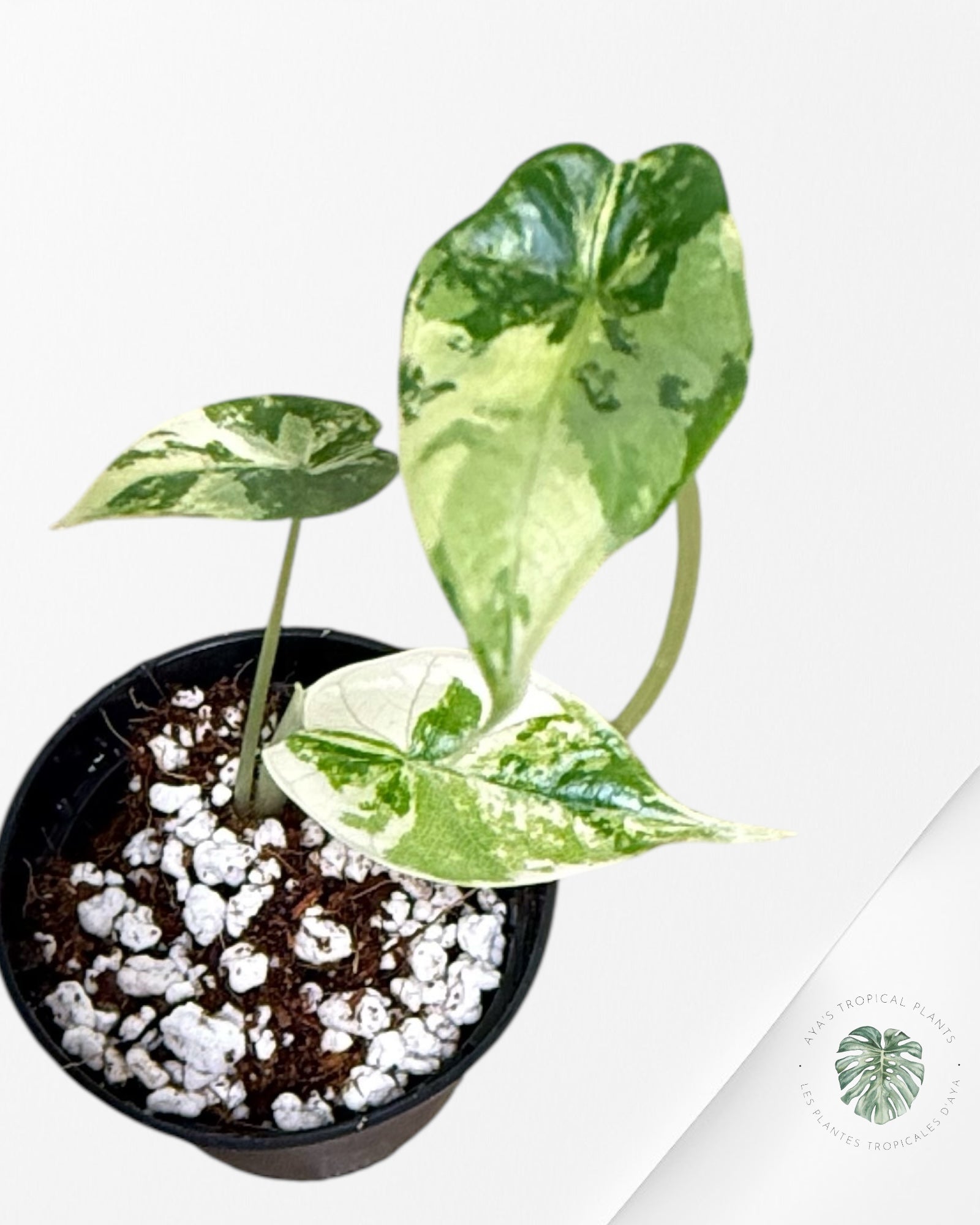 Alocasia Dragon Scale Variegated Aurea -HH