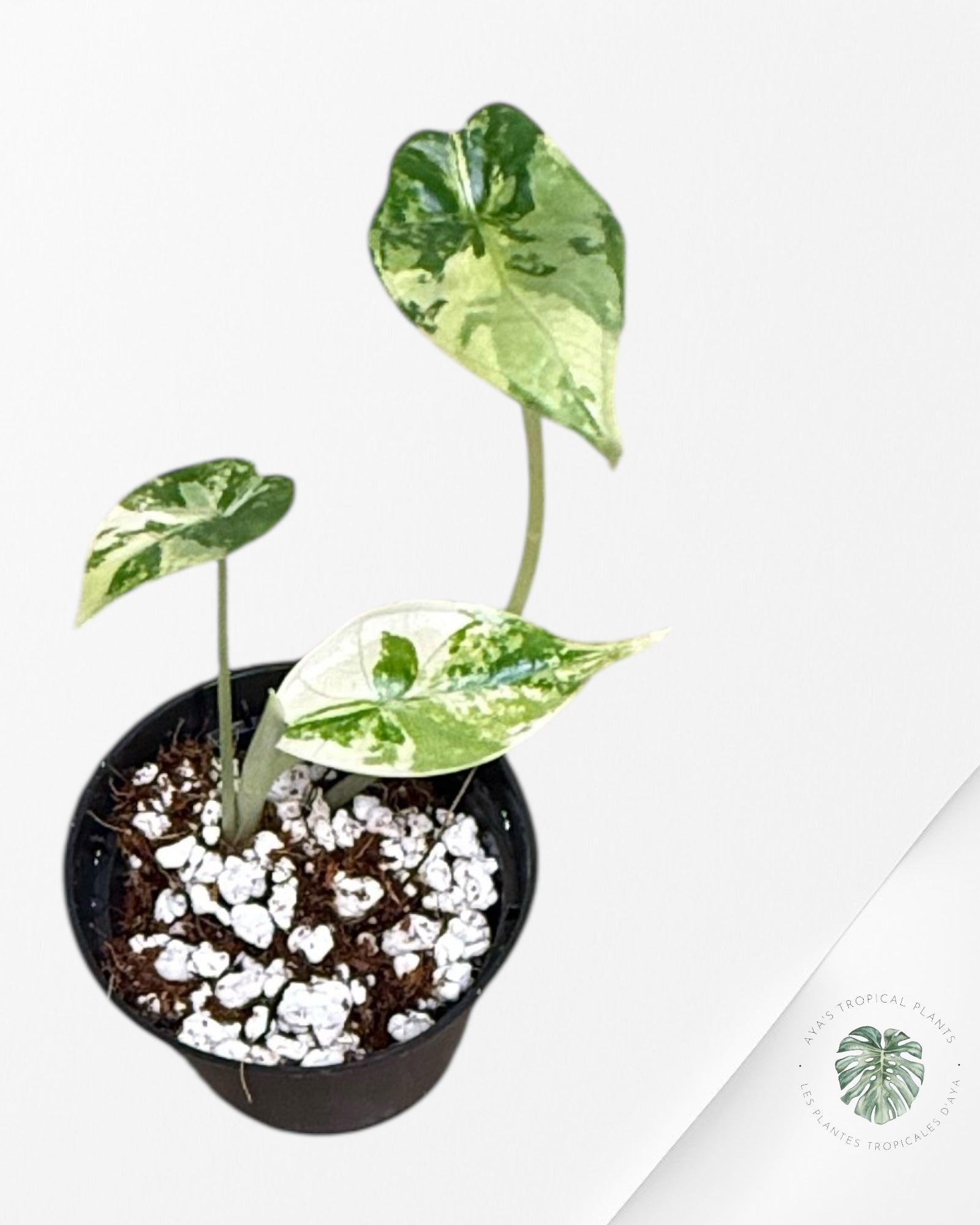 Alocasia Dragon Scale Variegated Aurea -HH