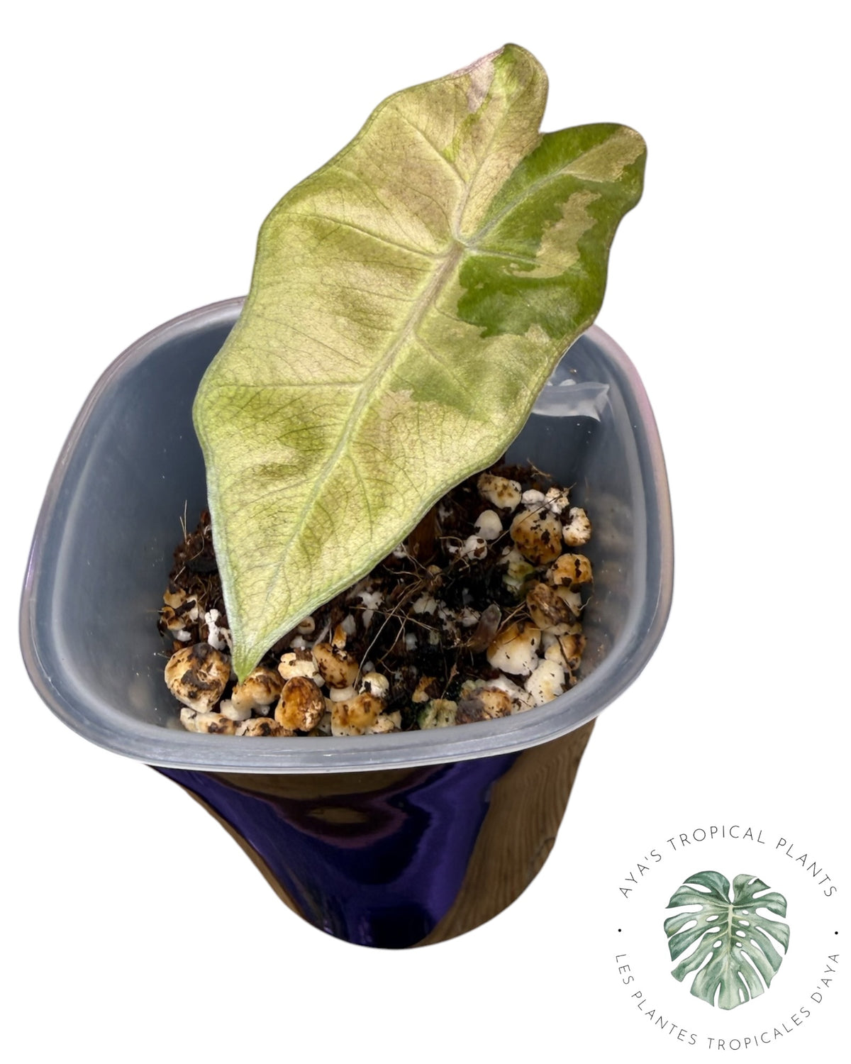 Alocasia Pseudo Sanderiana Rose