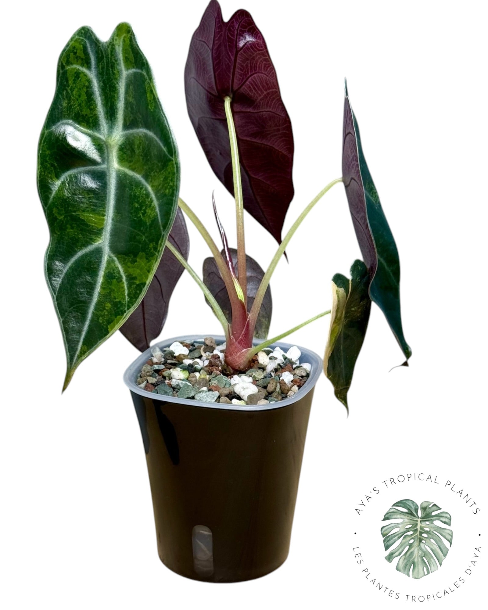 Alocasia Sedenii Aurea Variegated