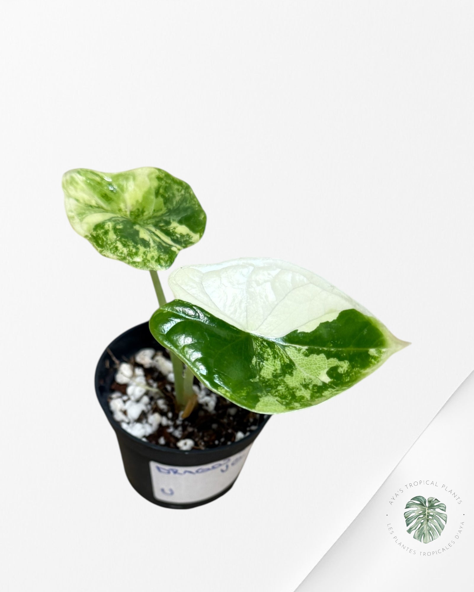 Alocasia Dragon Scale Variegated Aurea-V