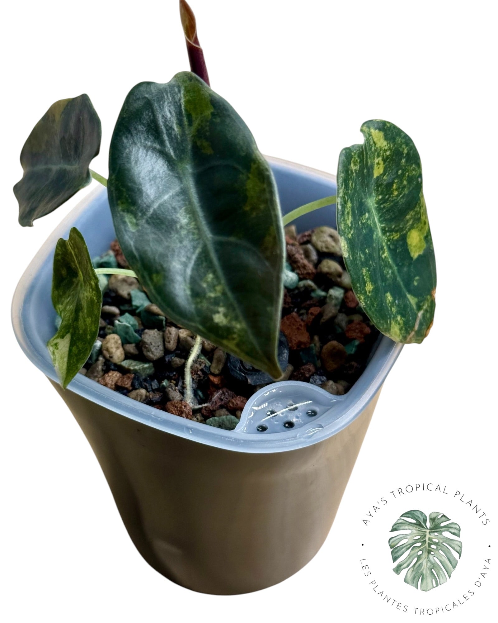 Alocasia Sedenii Aurea panachée