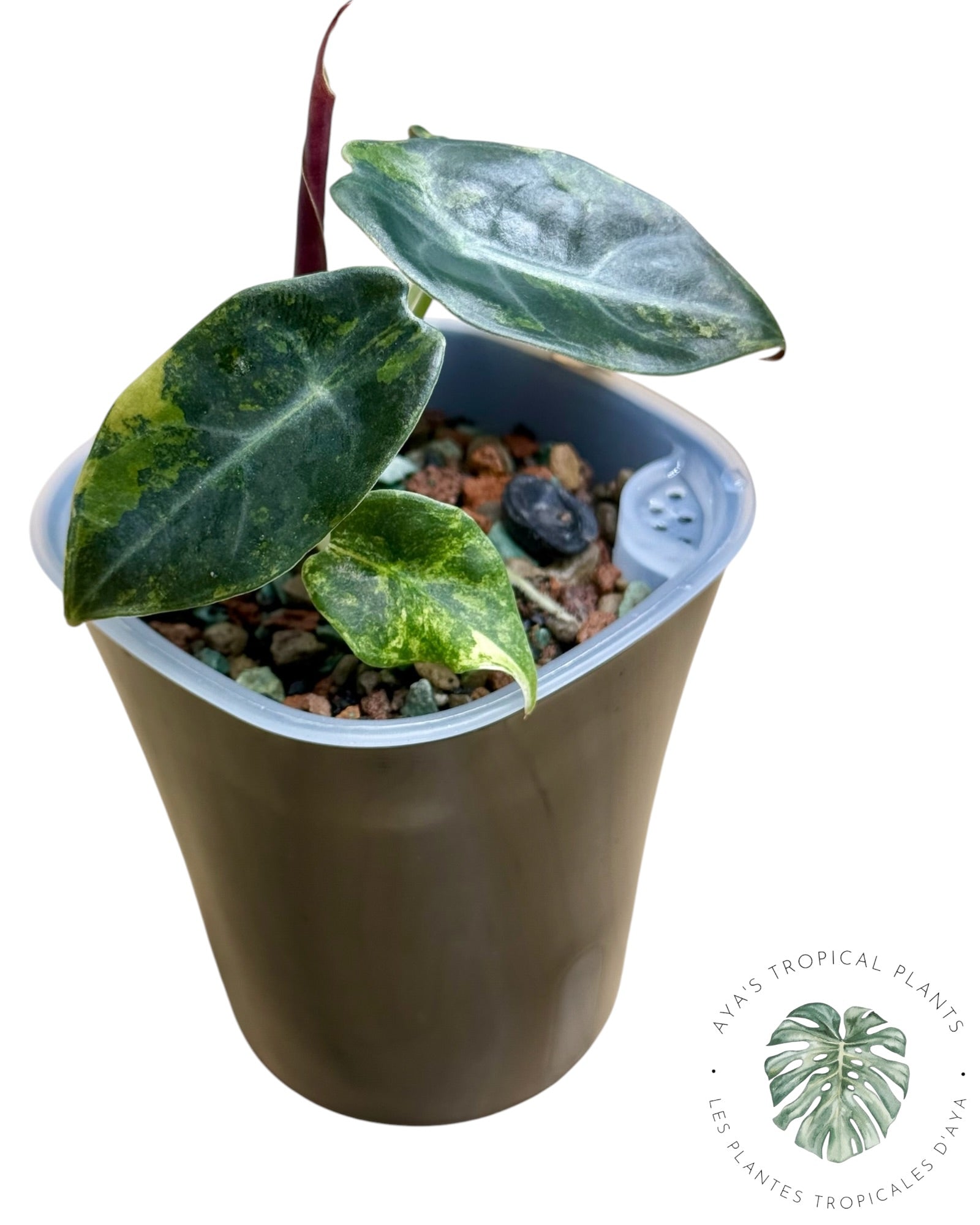 Alocasia Sedenii Aurea panachée