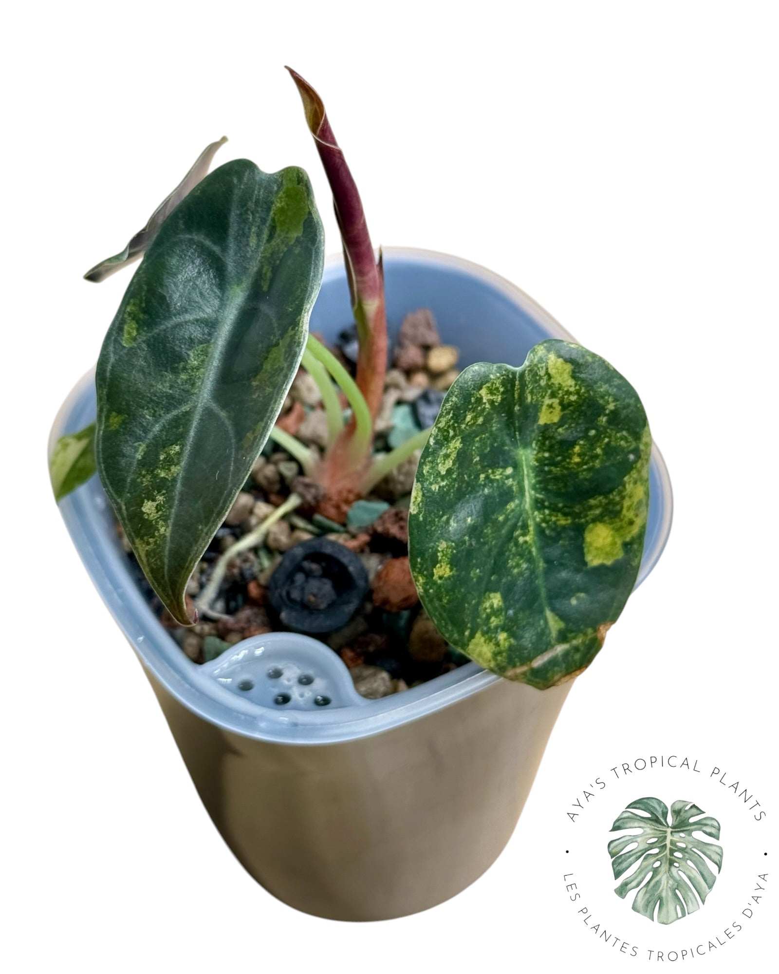Alocasia Sedenii Aurea panachée
