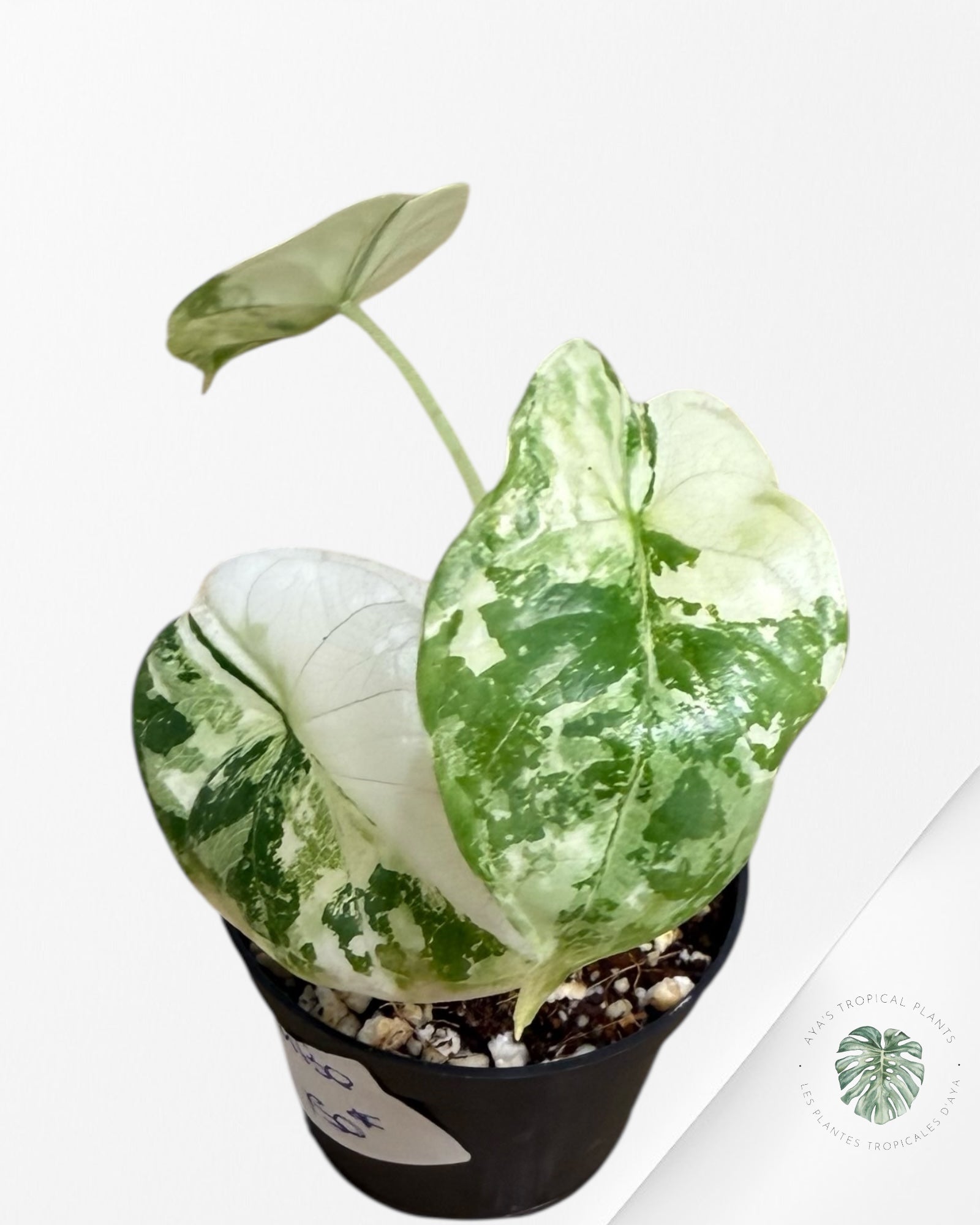 Alocasia Dragon Scale Variegated Albo (Grade A) - TC100