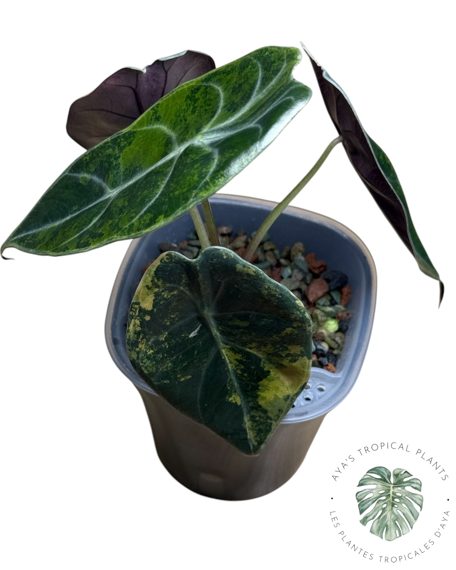 Alocasia Sedenii Aurea panachée