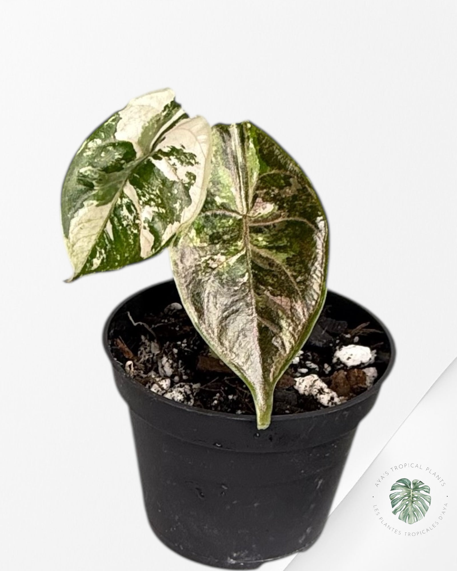 Alocasia Azlanii rose panaché - 02