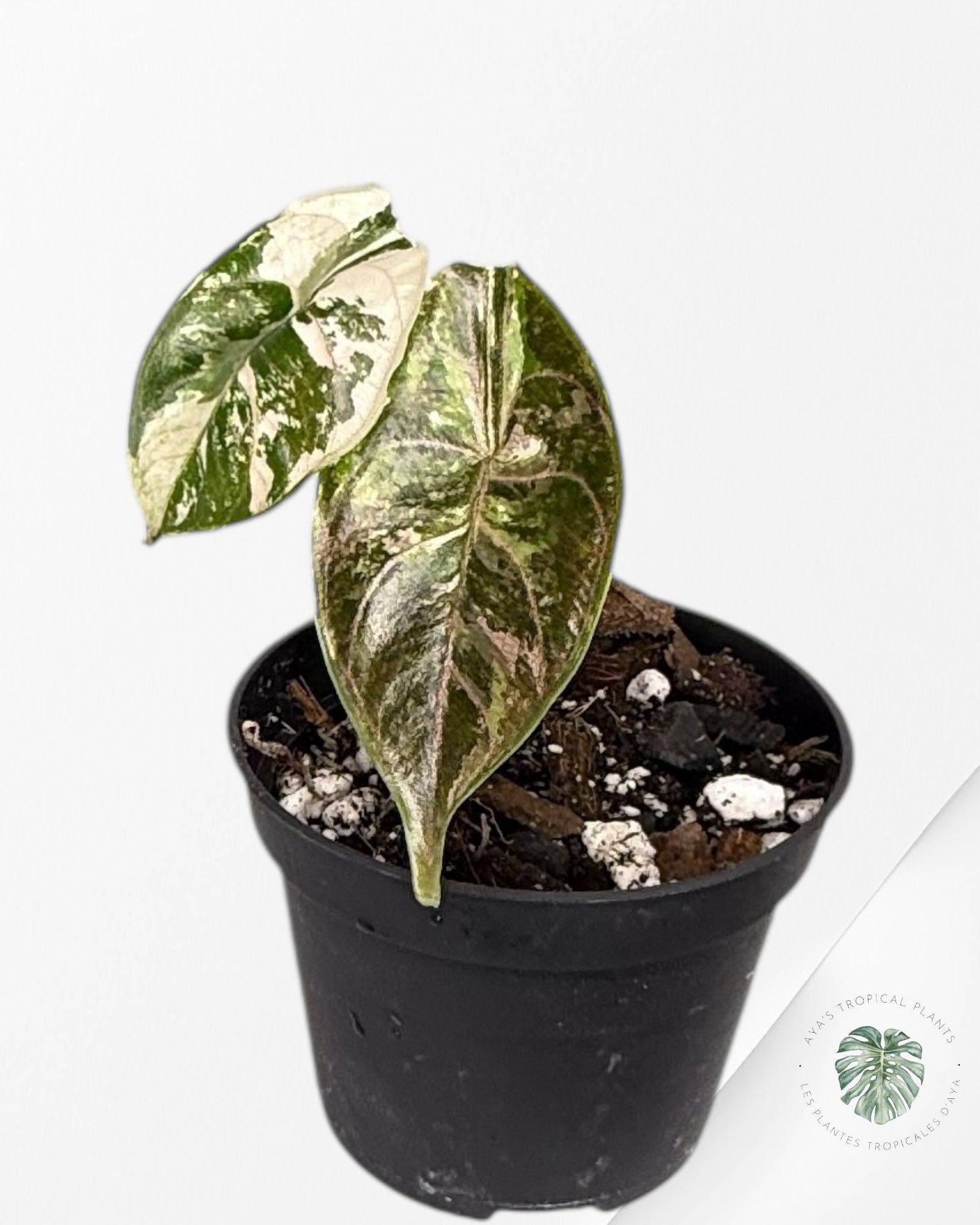 Alocasia Azlanii rose panaché - 02
