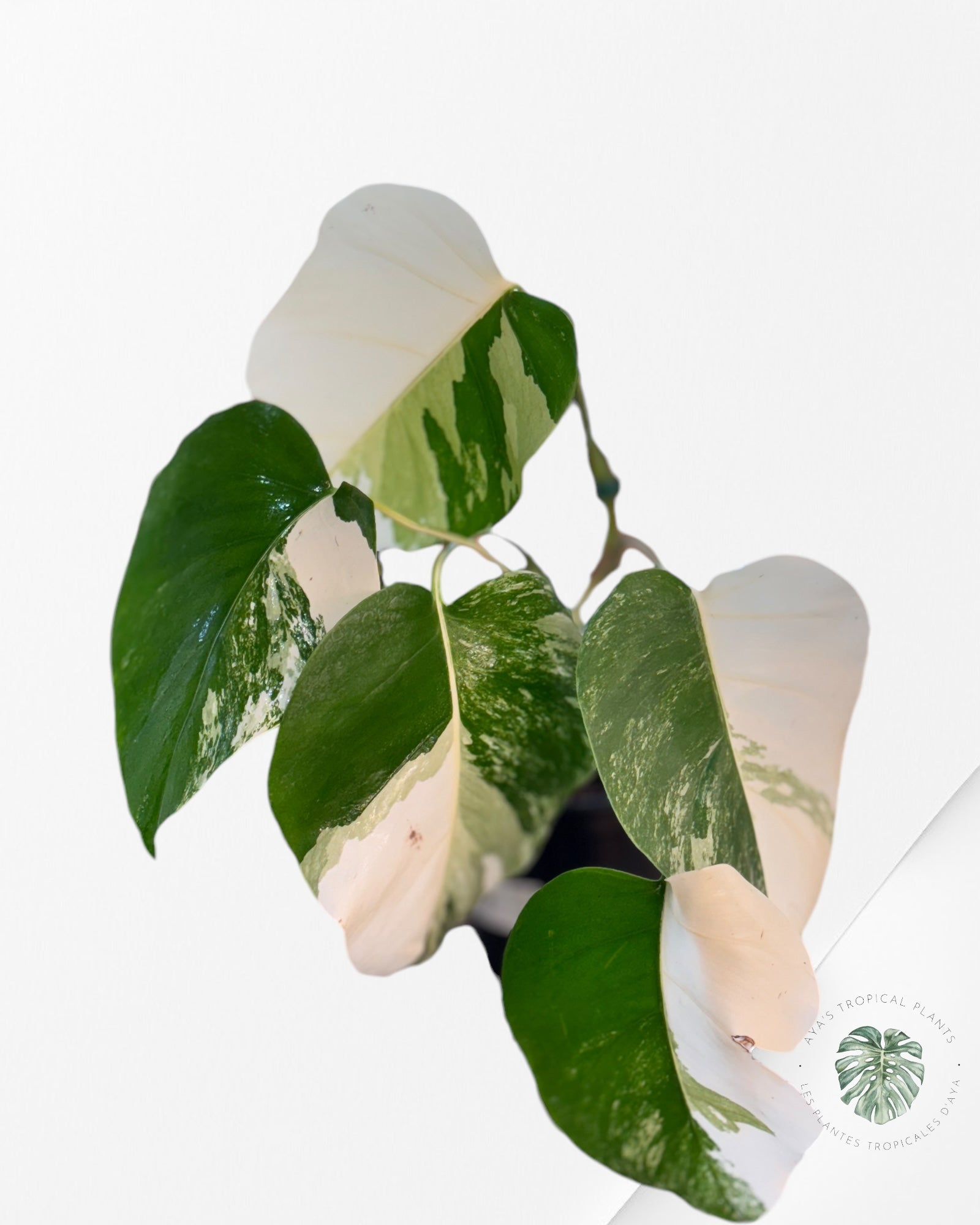 Monstera Borsigiana Albo-OC4