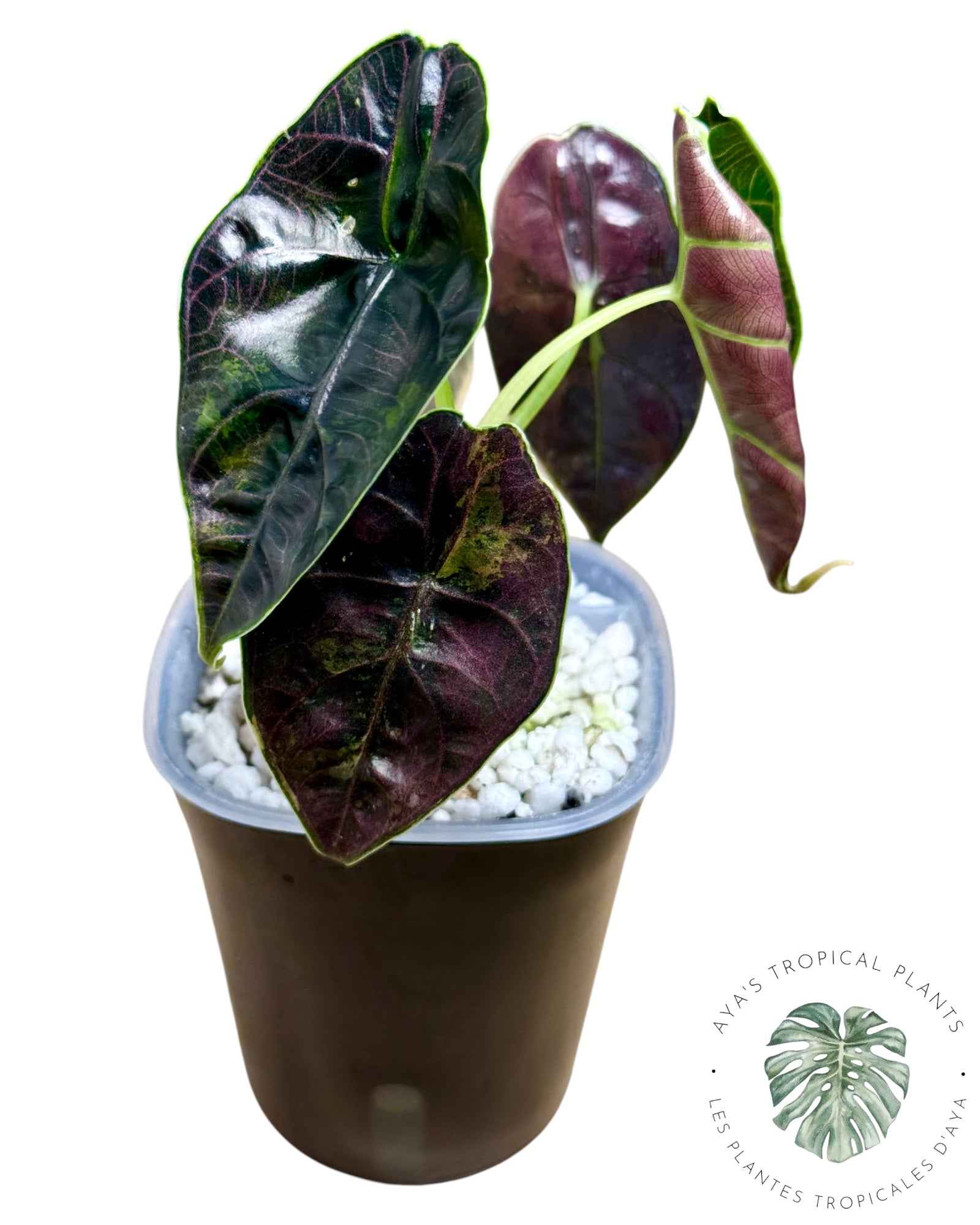 Alocasia Azlanii Aurea Variegated