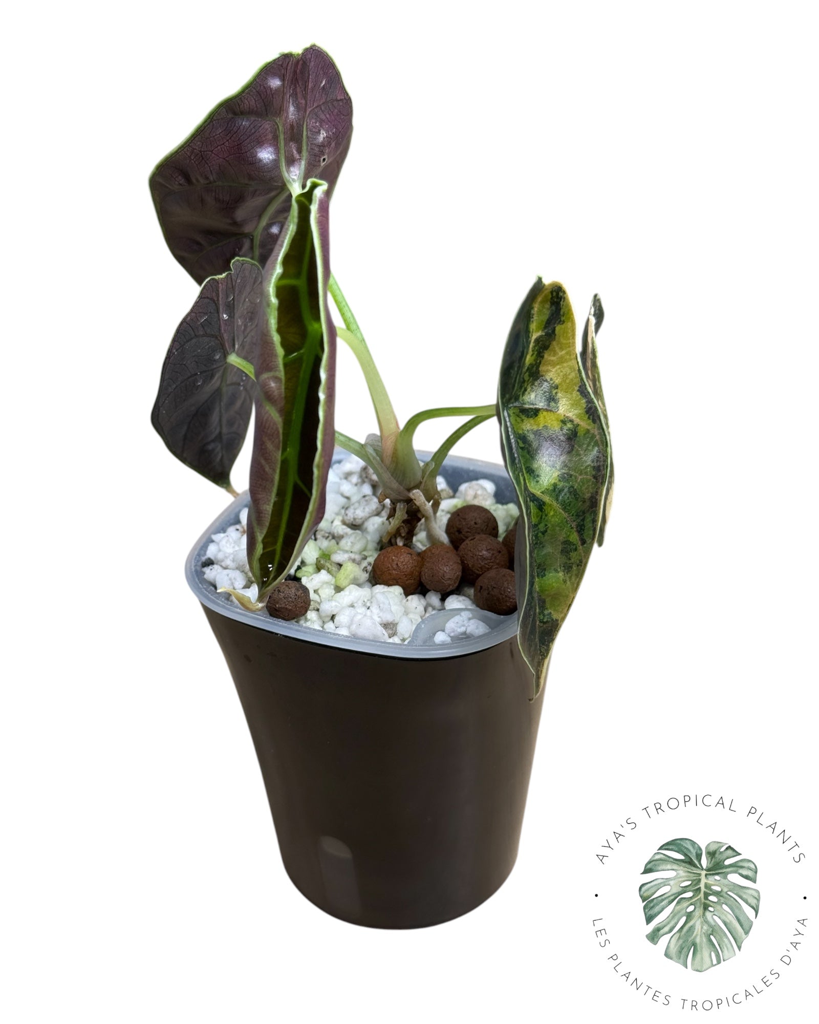 Alocasia Azlanii Aurea panaché