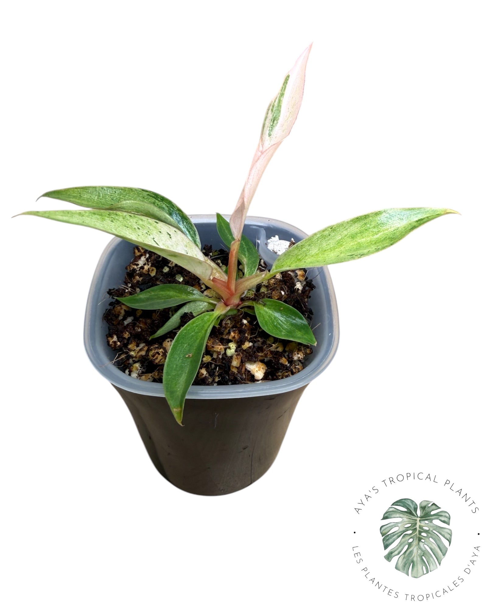 Philodendron Strawberry Caramel Variegated