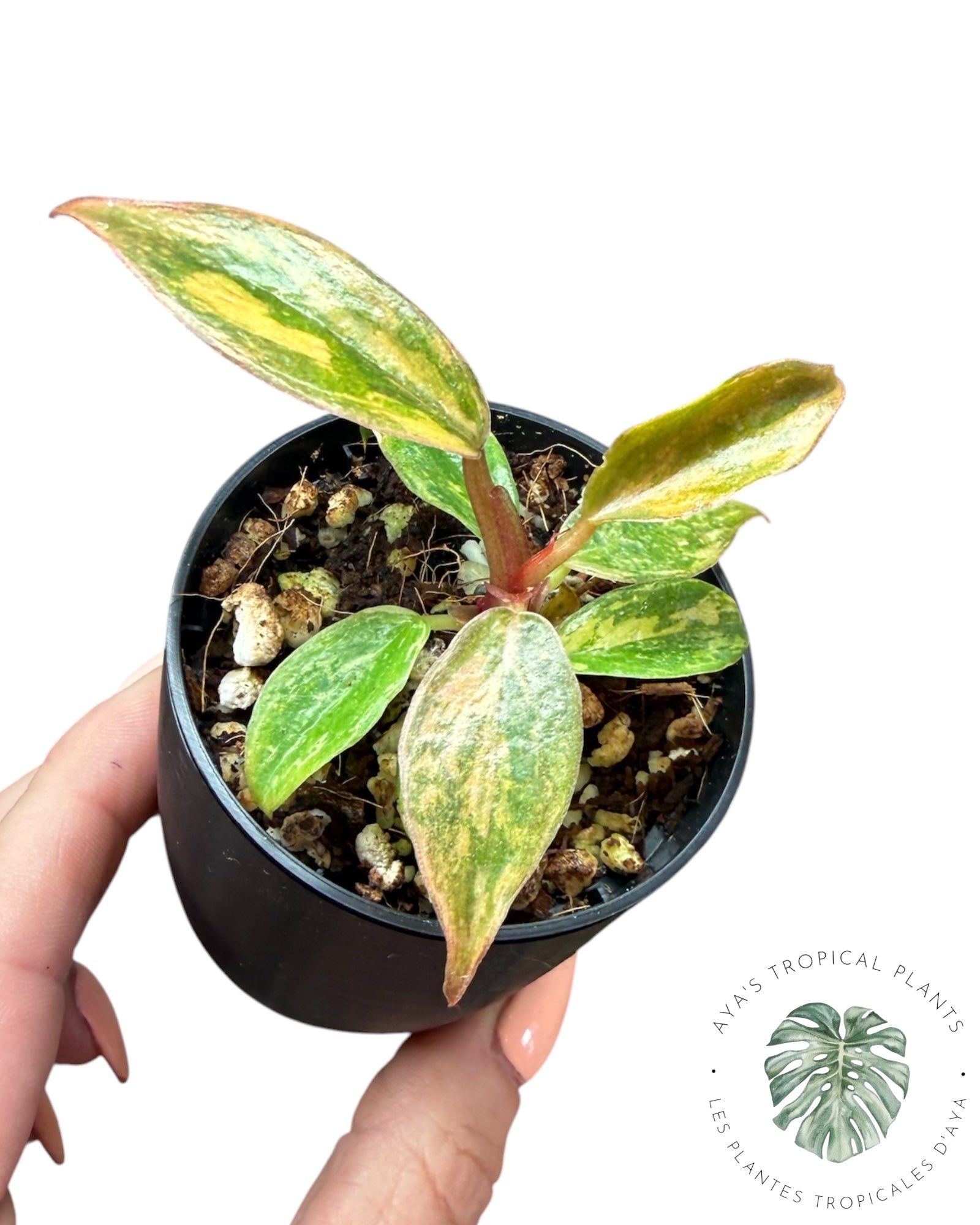 Philodendron Caramel Marble 'Fire Tiger'