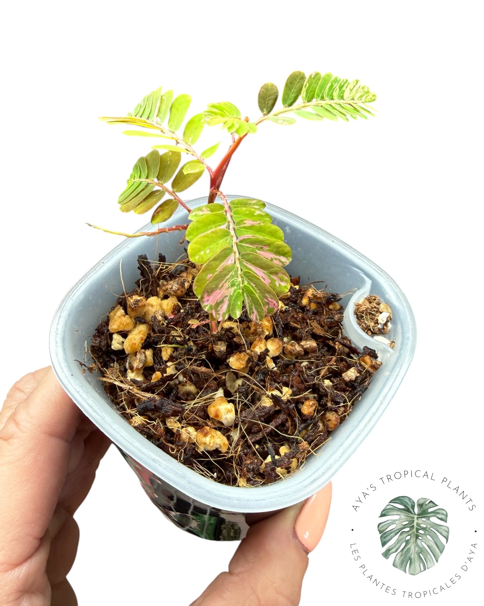 Phyllanthus urinaria panaché rose